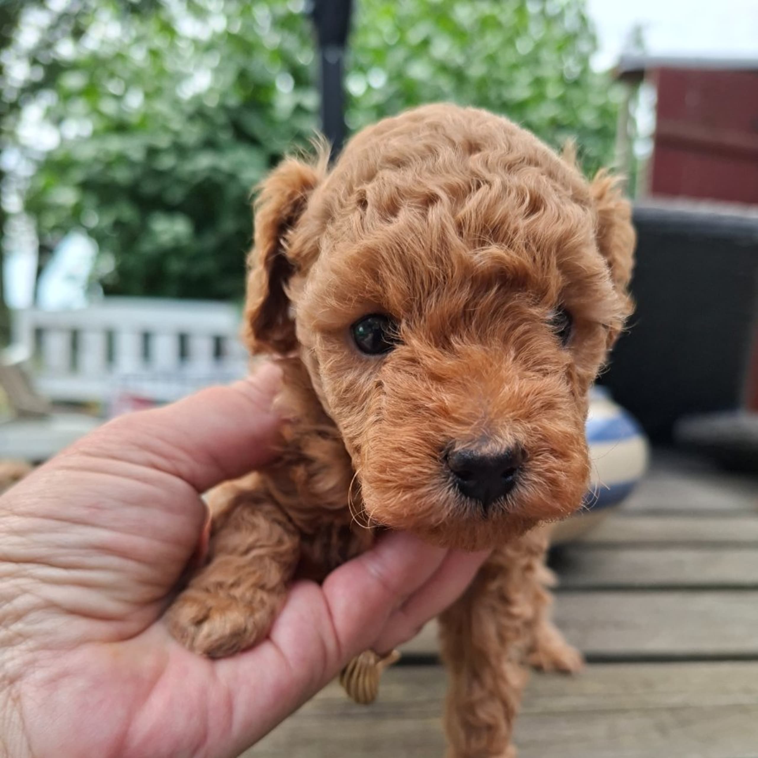 Toy Poodle