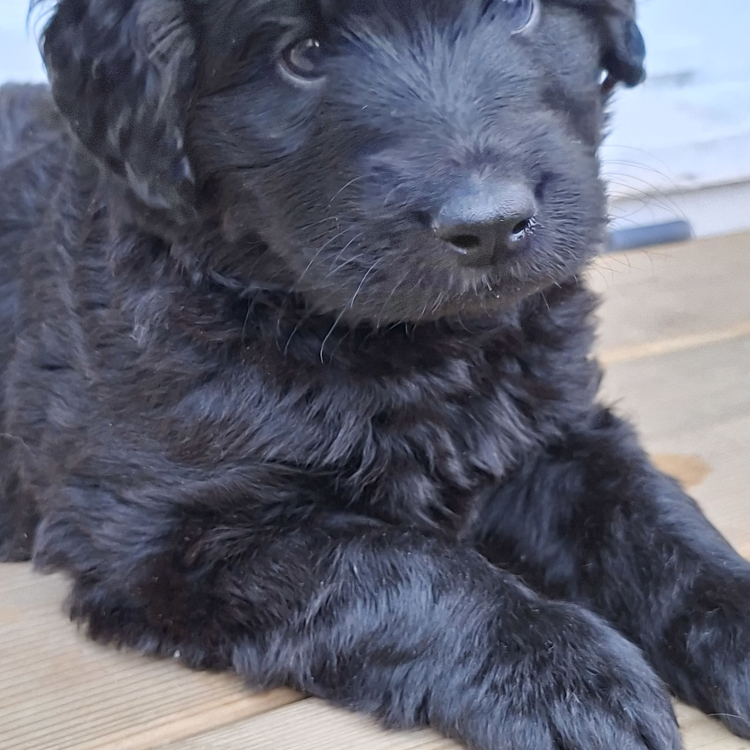 Labradoodle