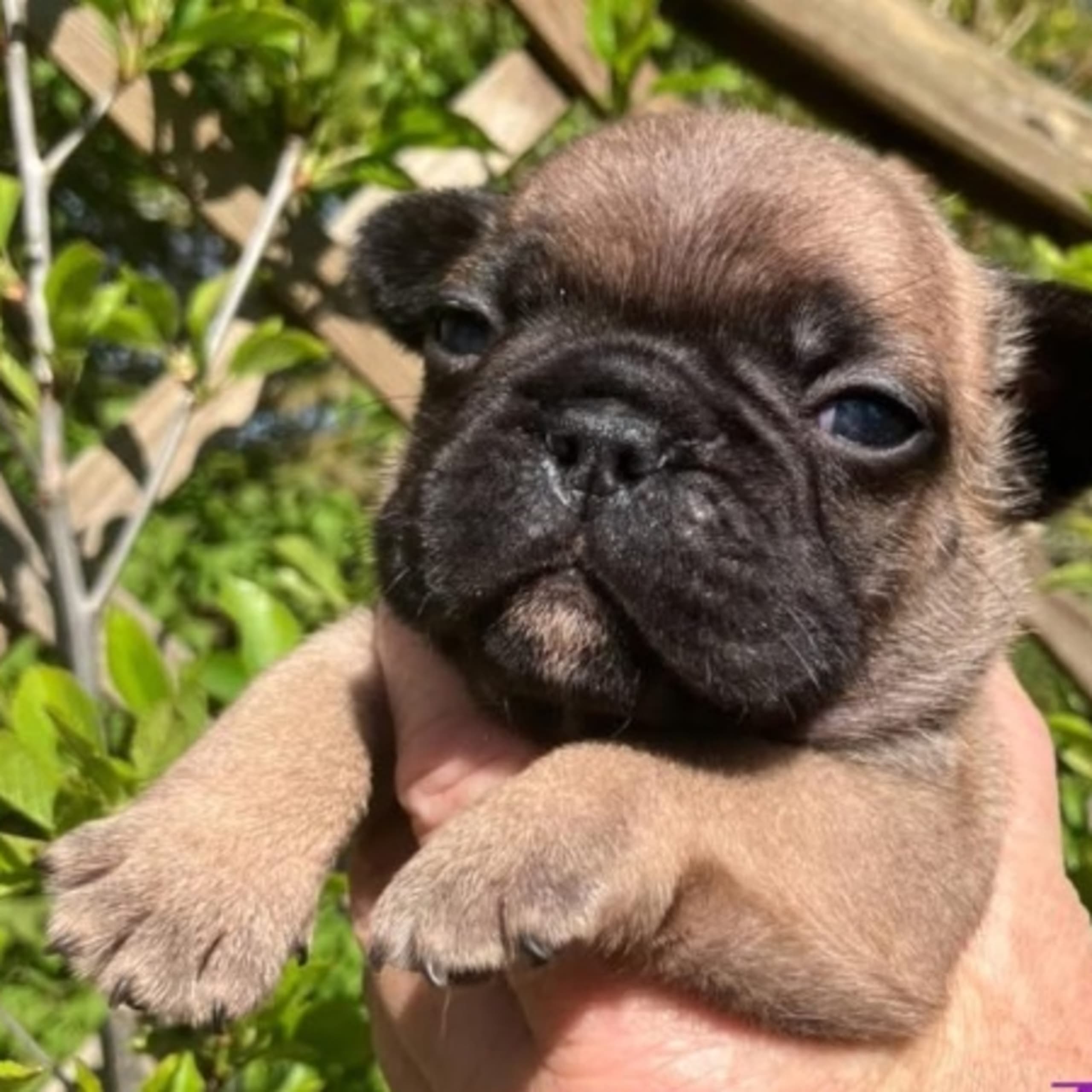 Fransk bulldogg
