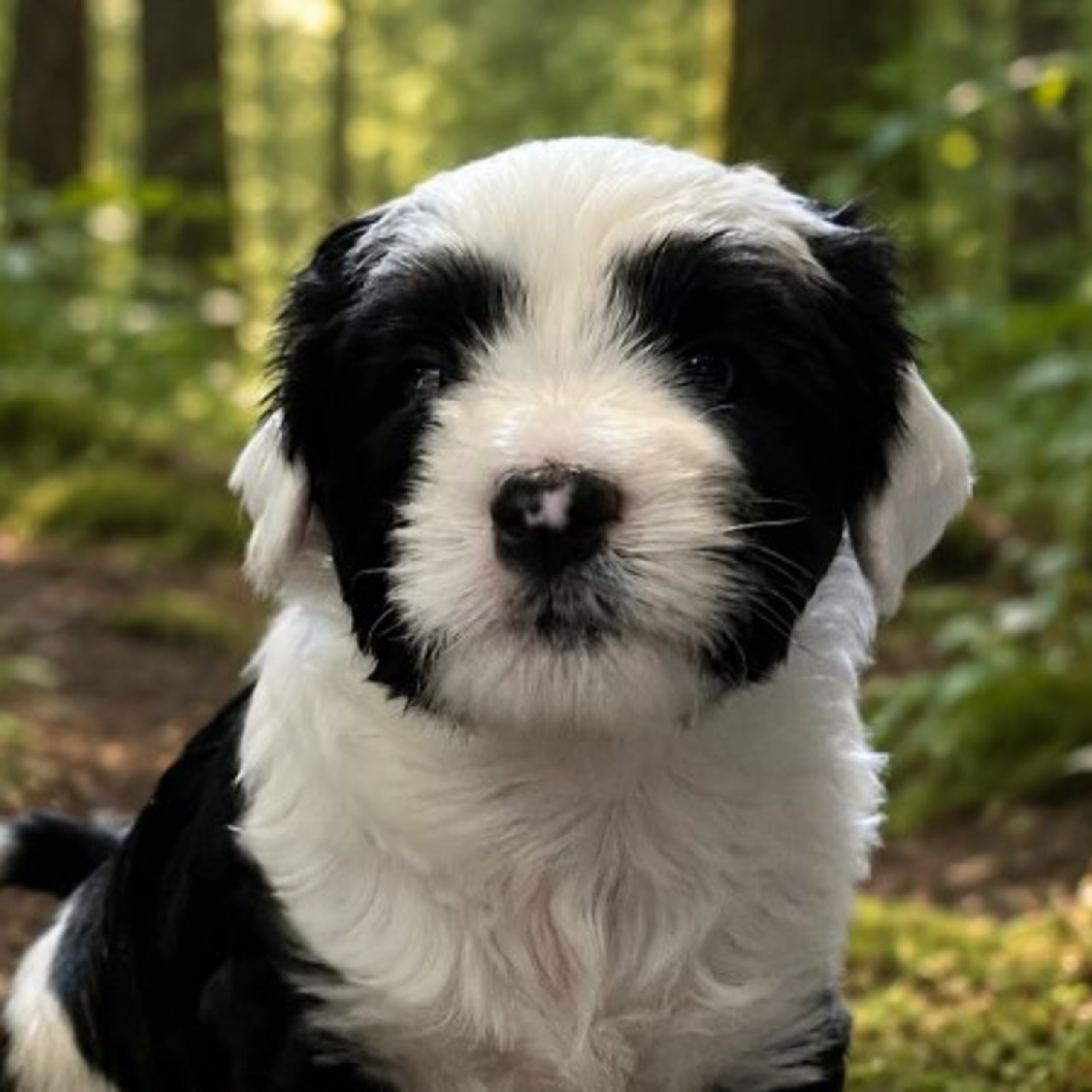 Tibetansk terrier