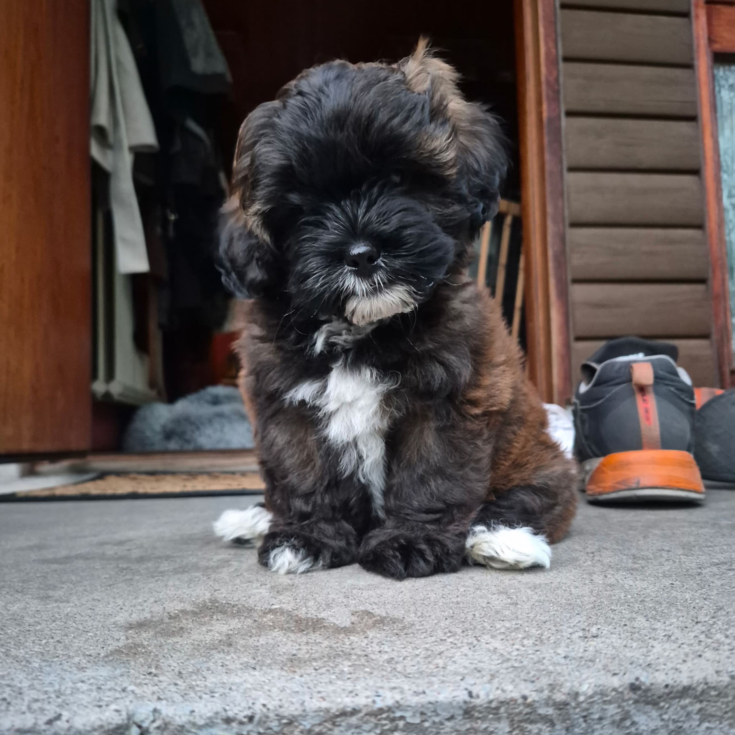 Shih poo