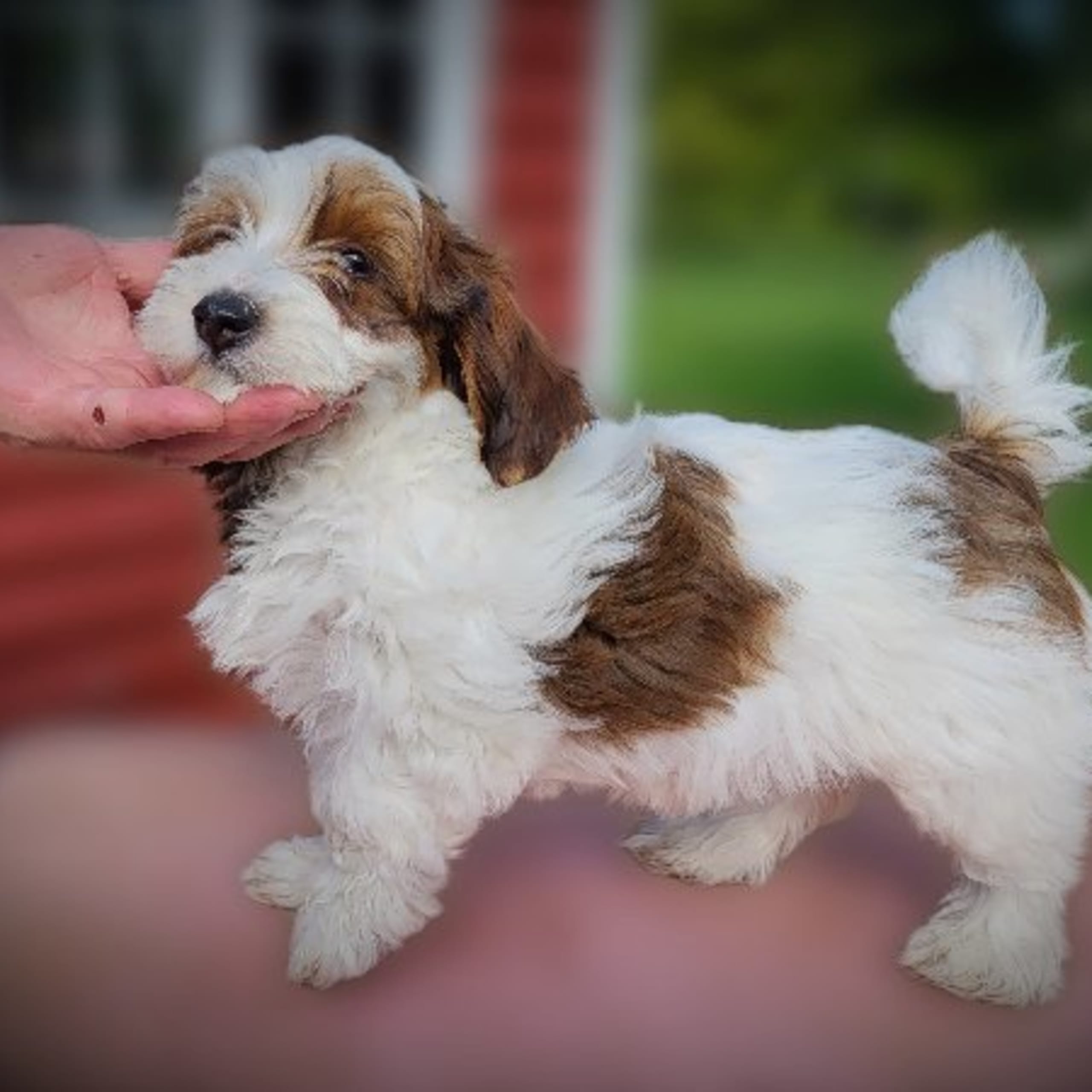 Bichon havanais
