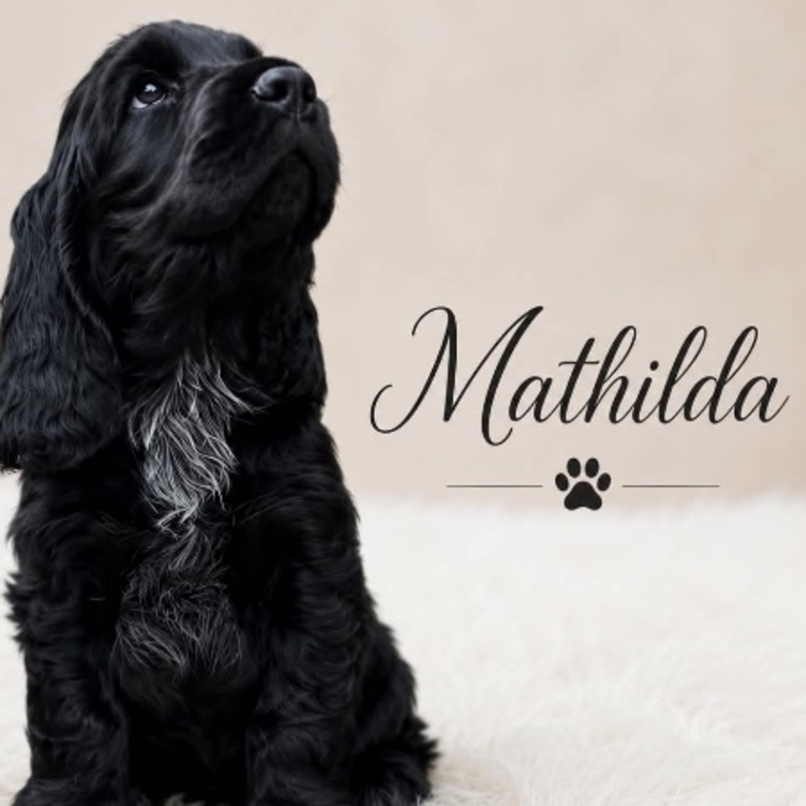 Cocker spaniel