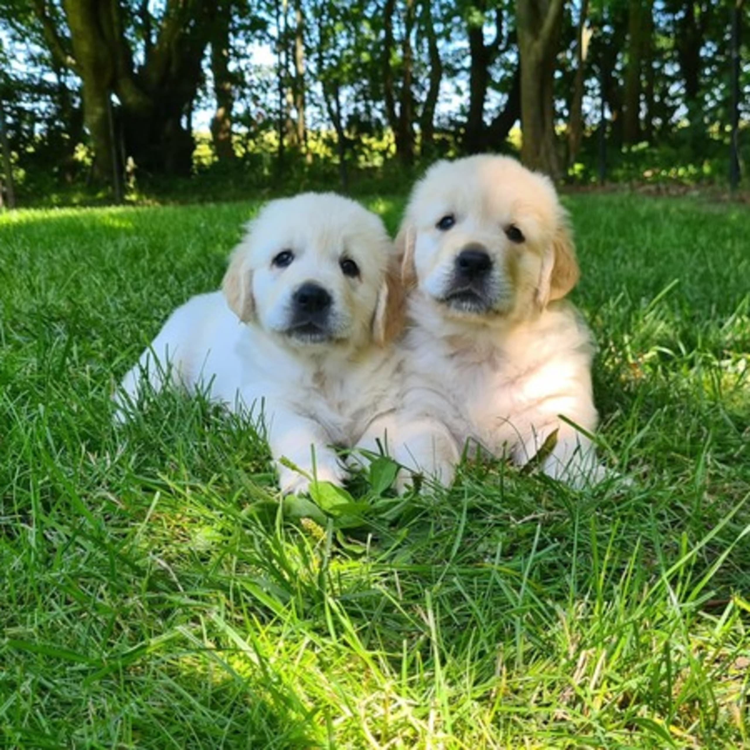 Golden retriever