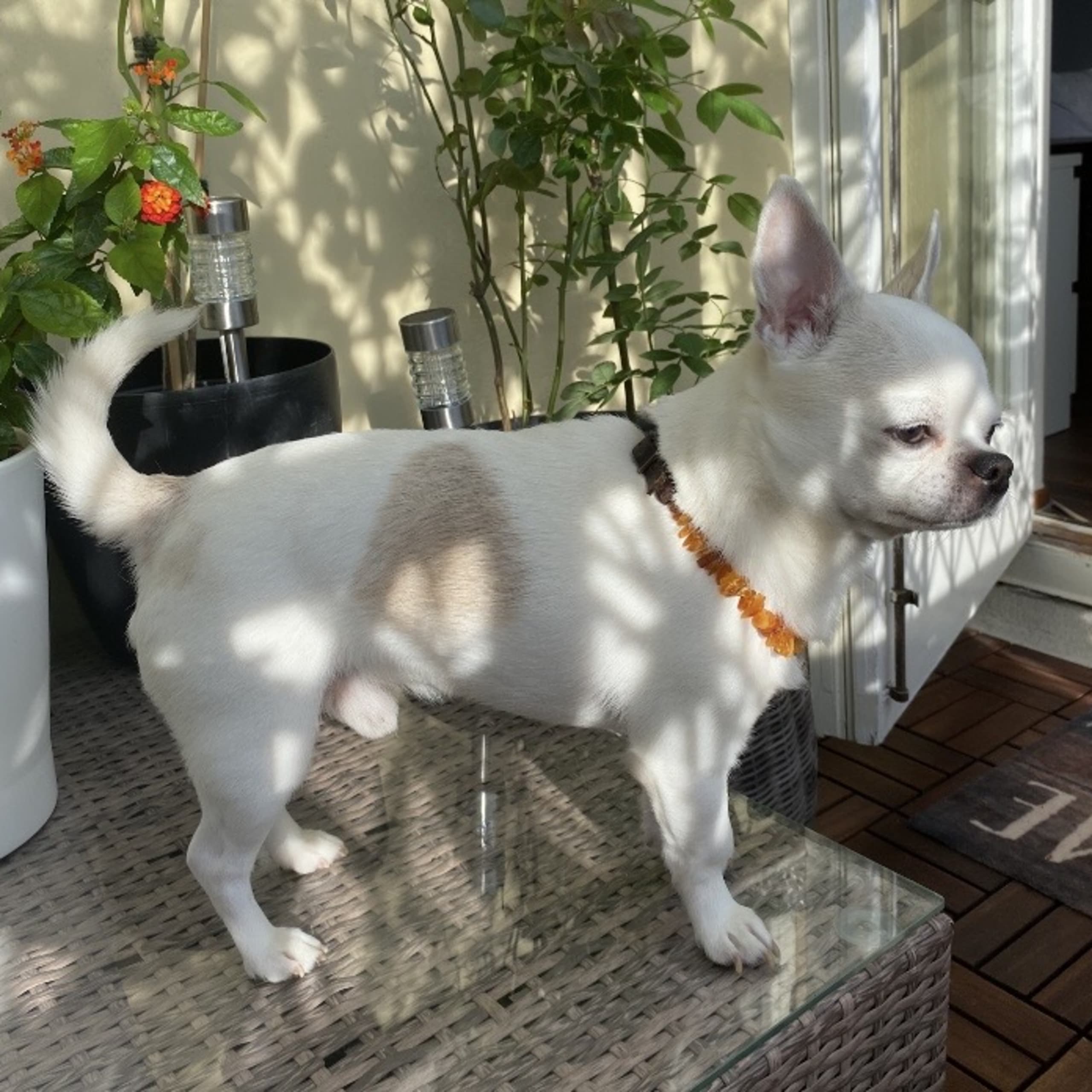 Chihuahua