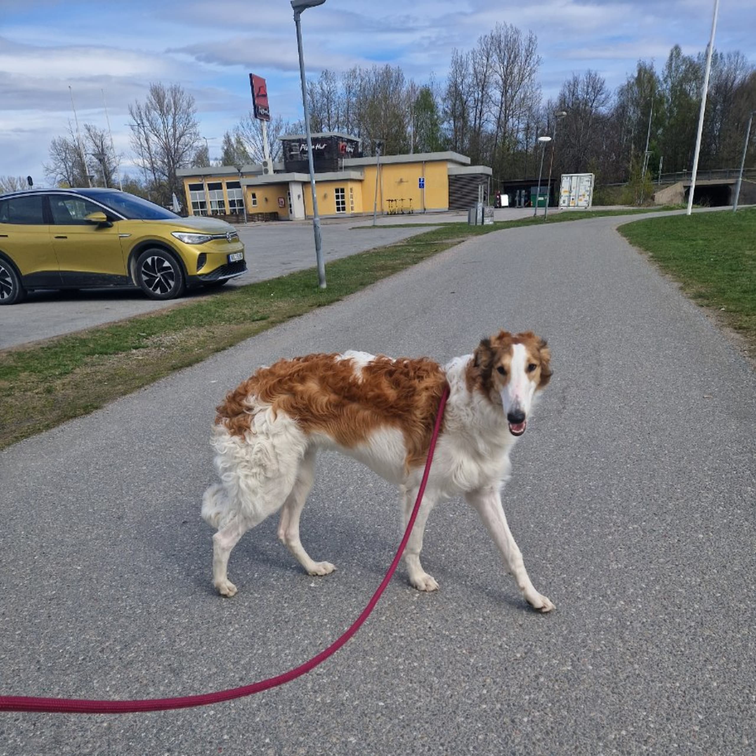 Borzoi