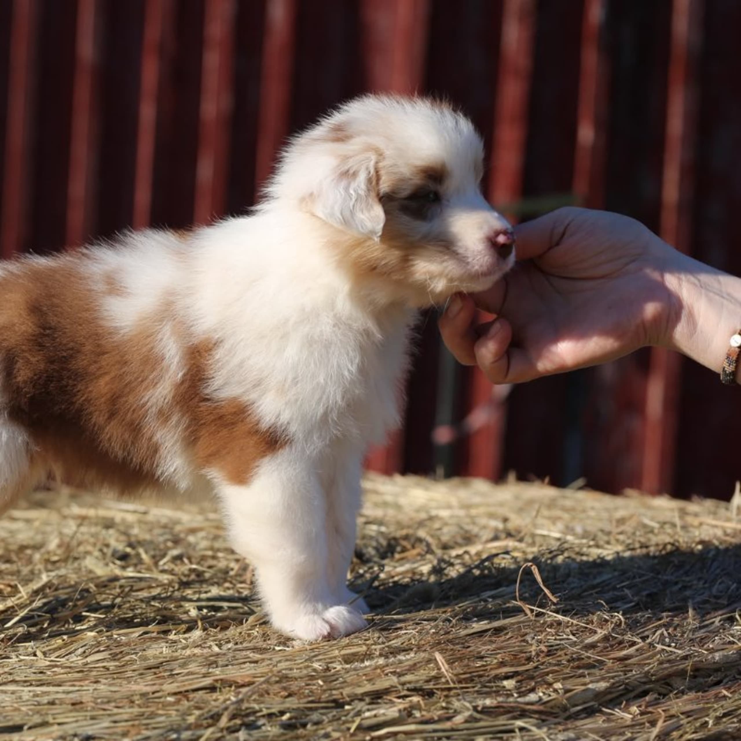 Australian shepherd