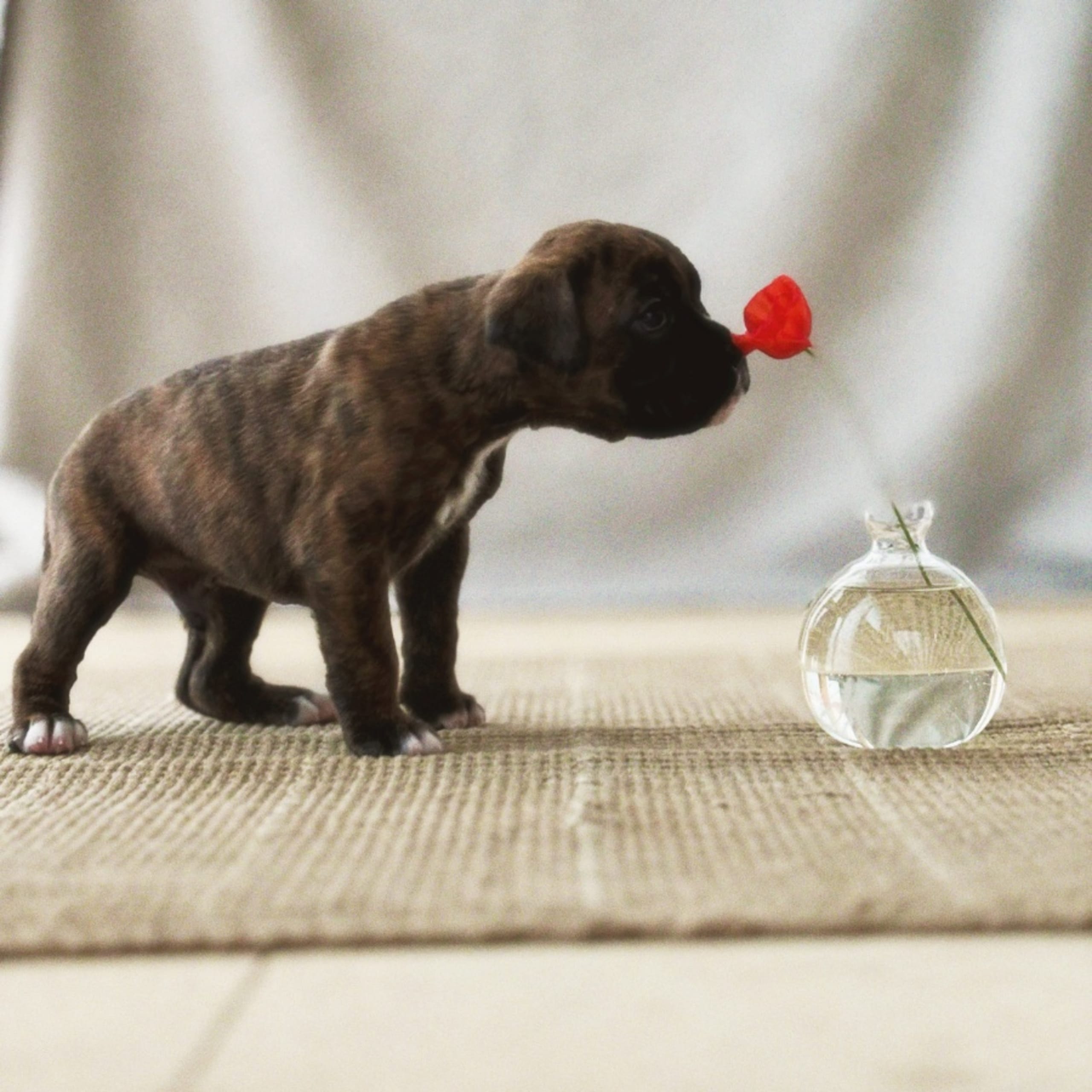 Boxer
