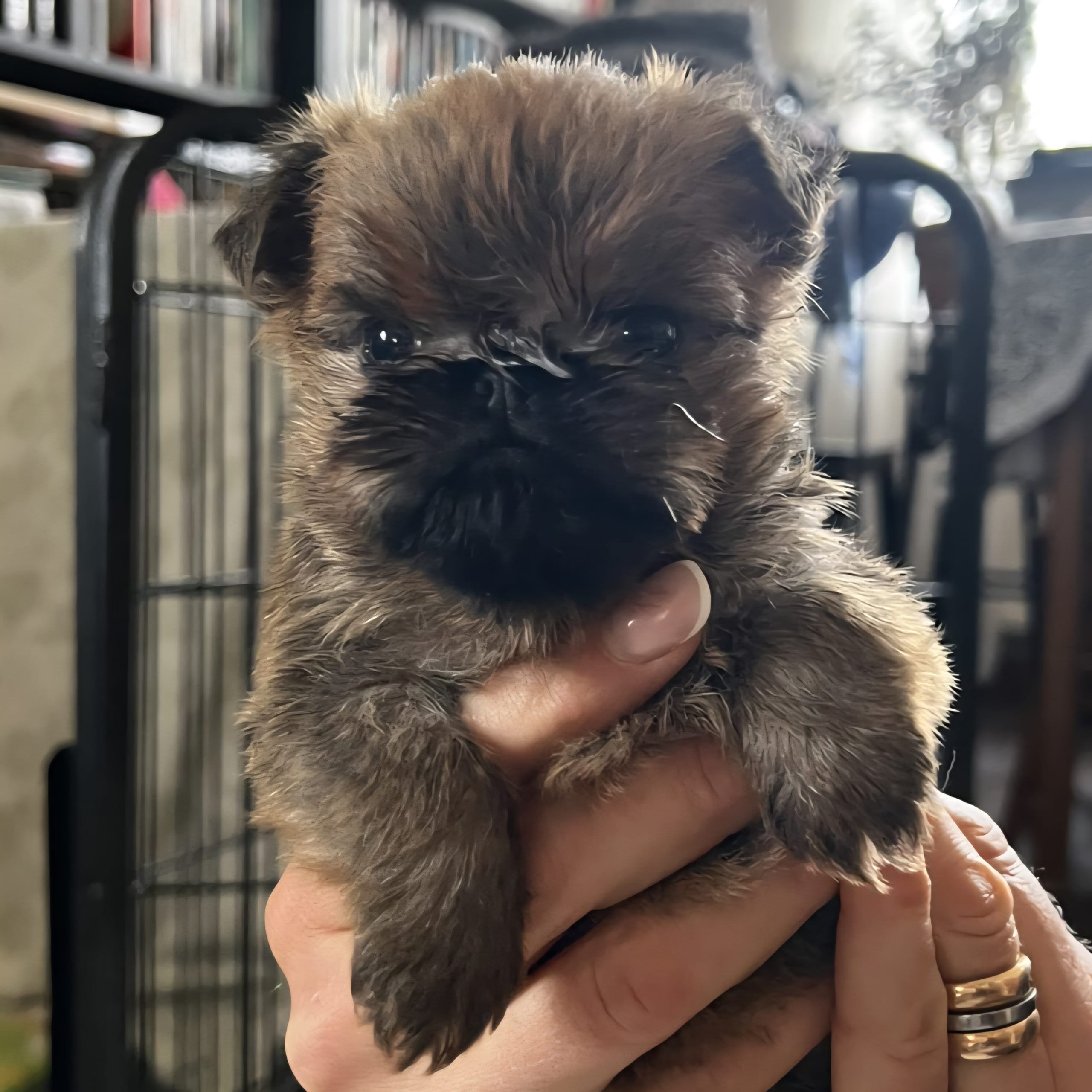 Griffon bruxellois