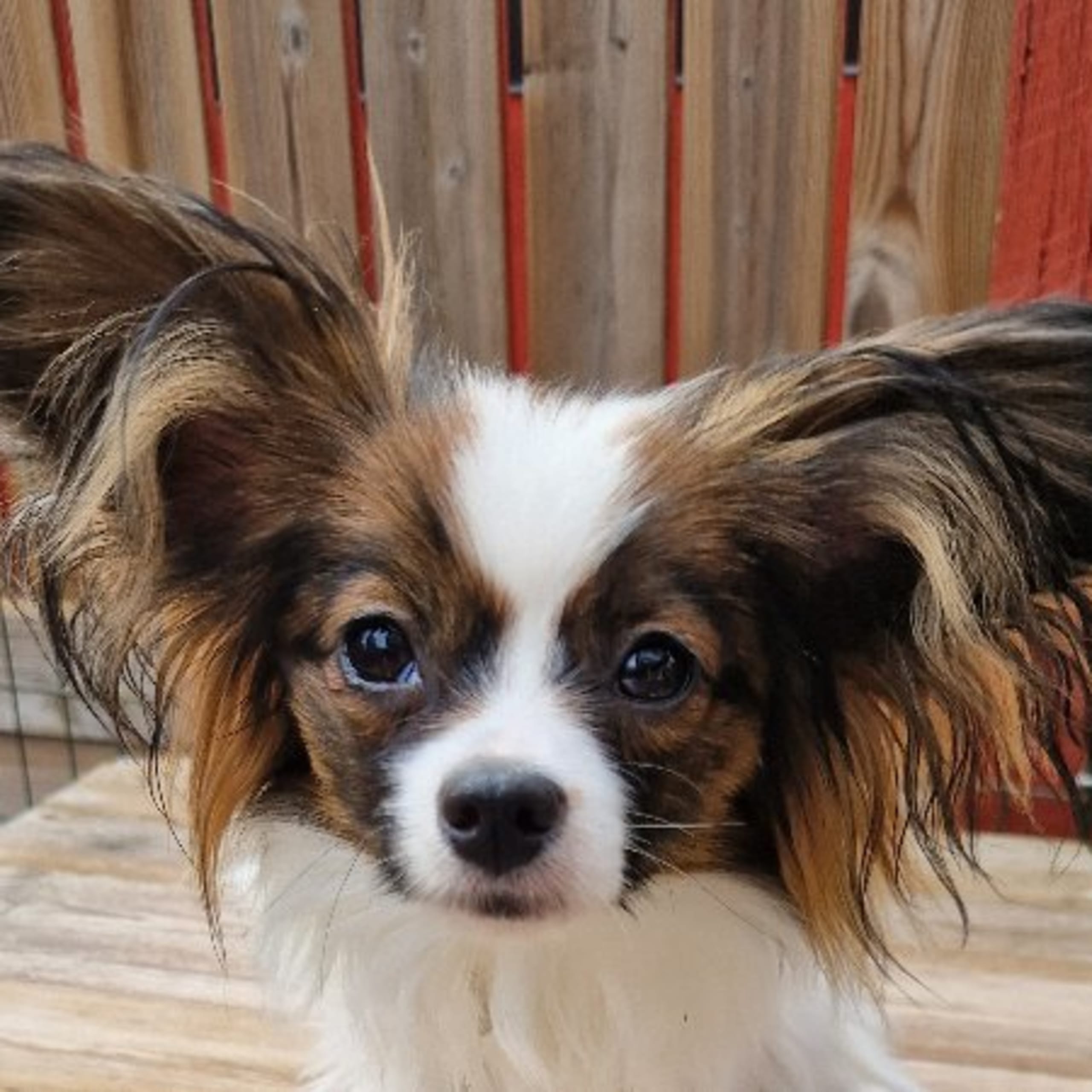 Papillon