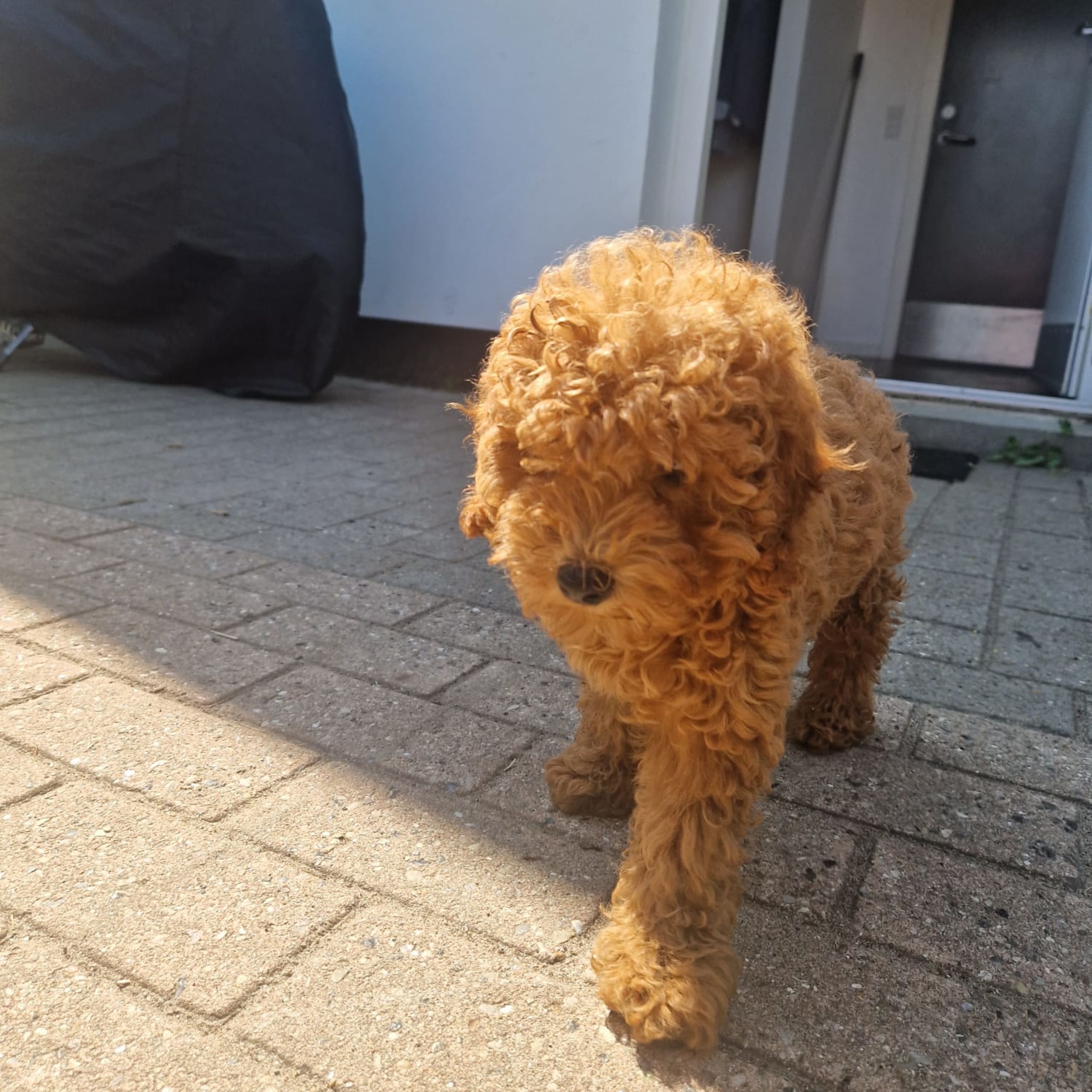 Dream Puppy