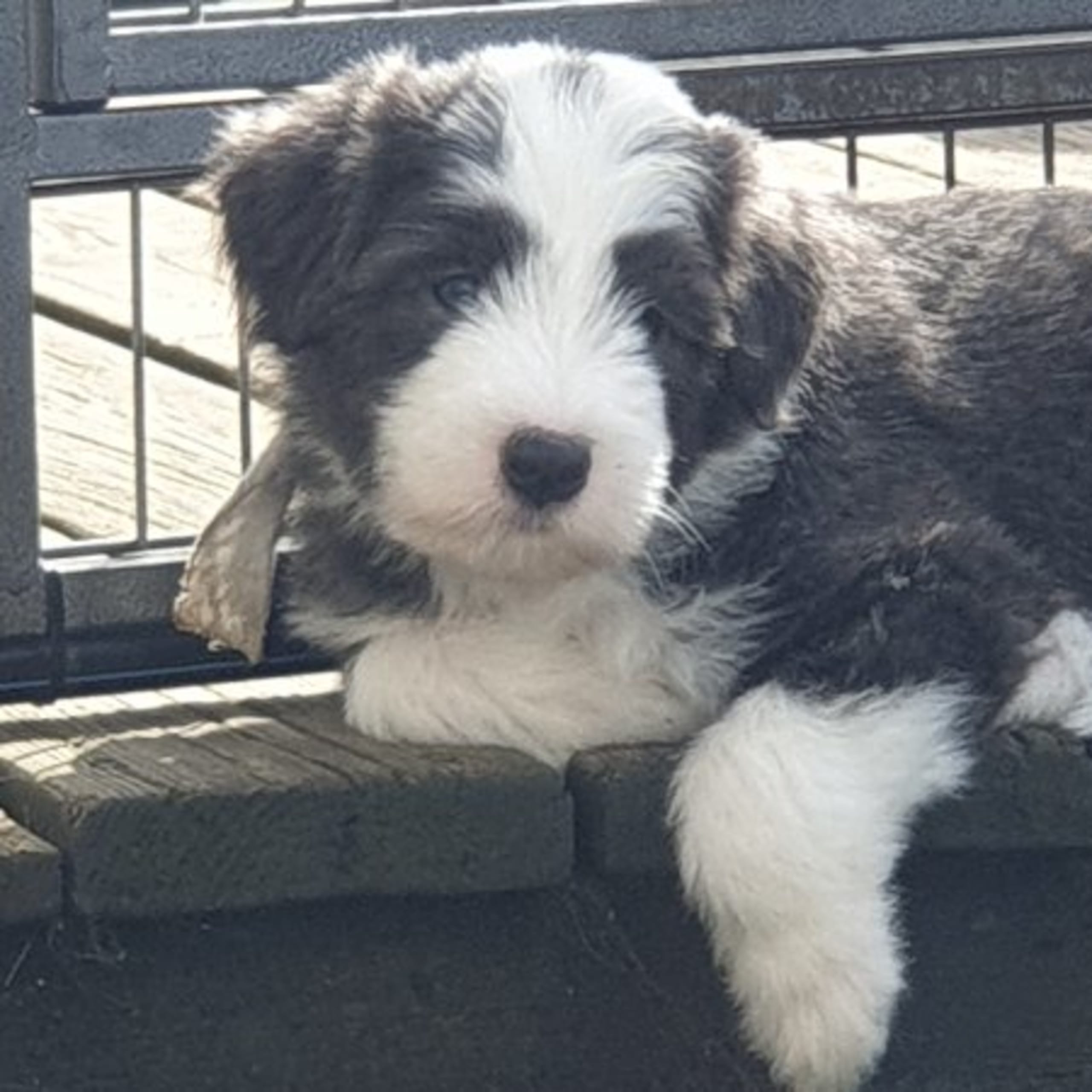Bearded collie