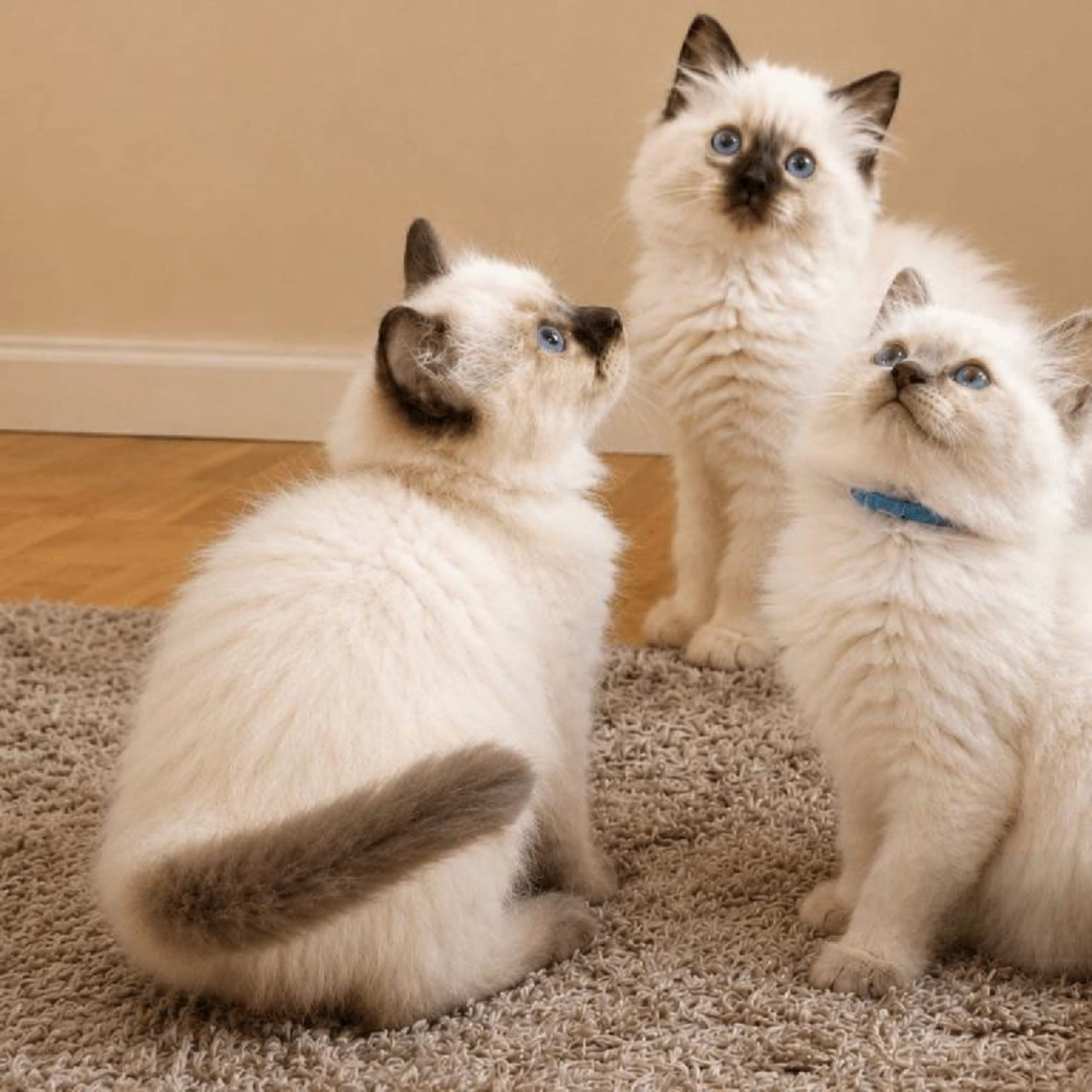 Ragdoll