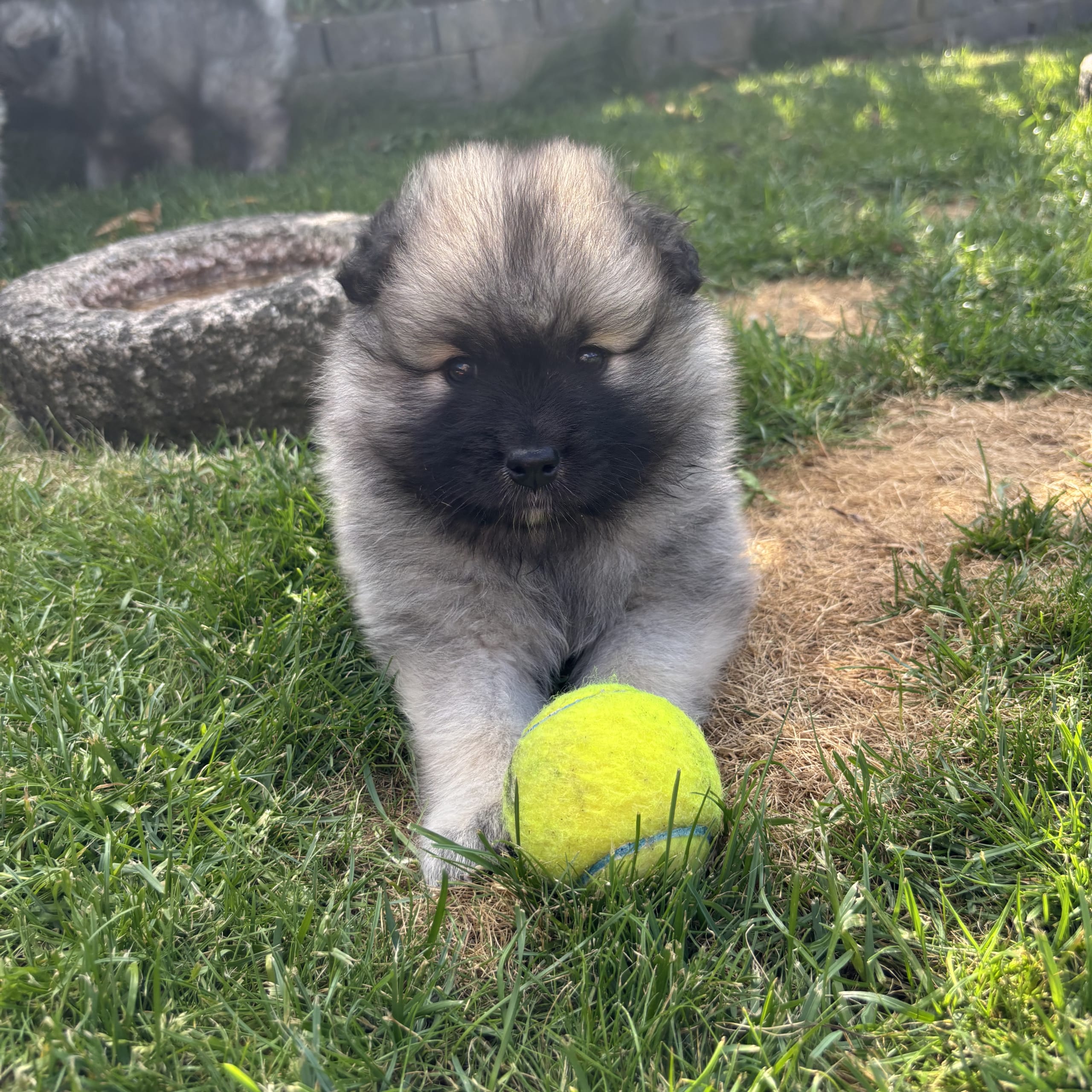 Keeshond