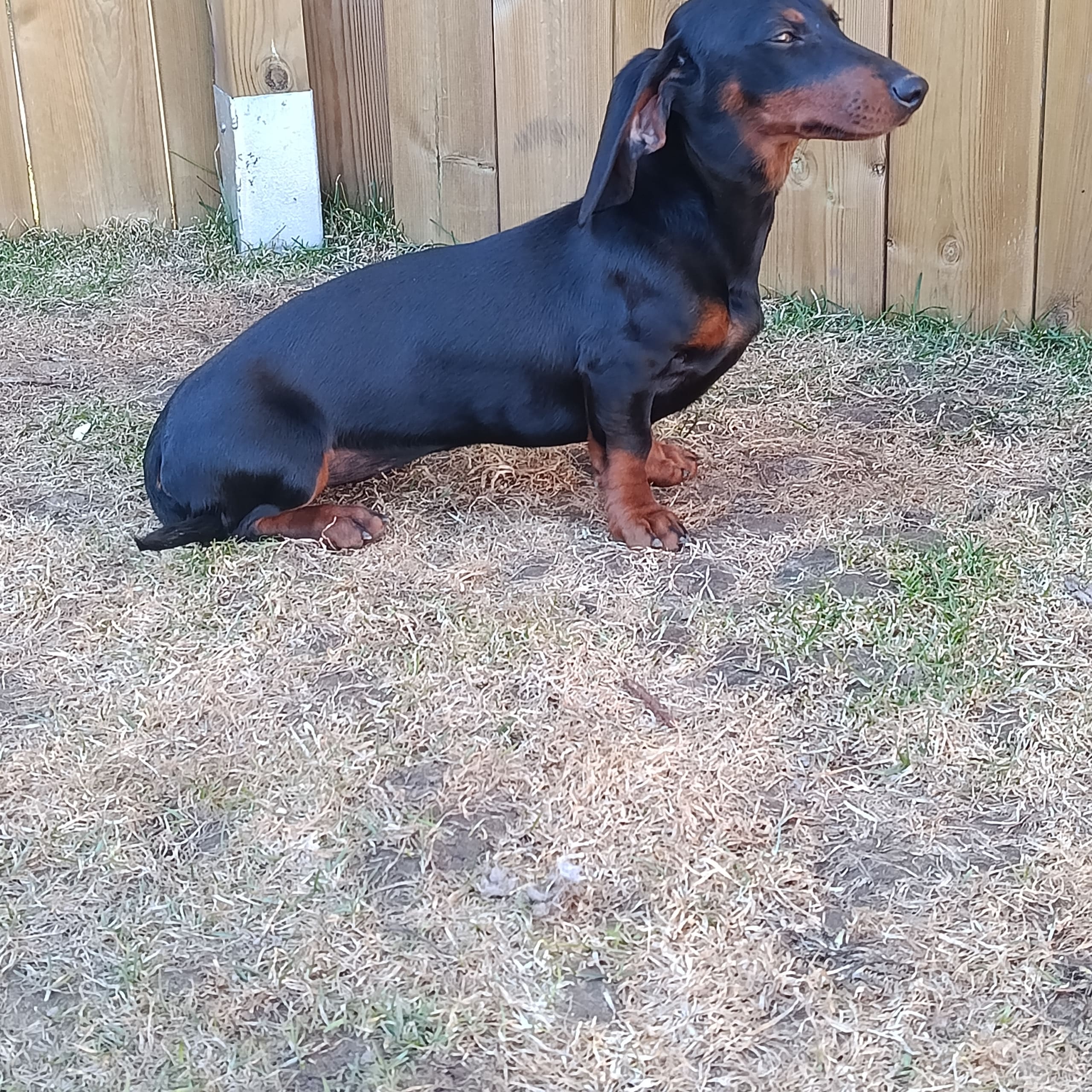 Dachshund