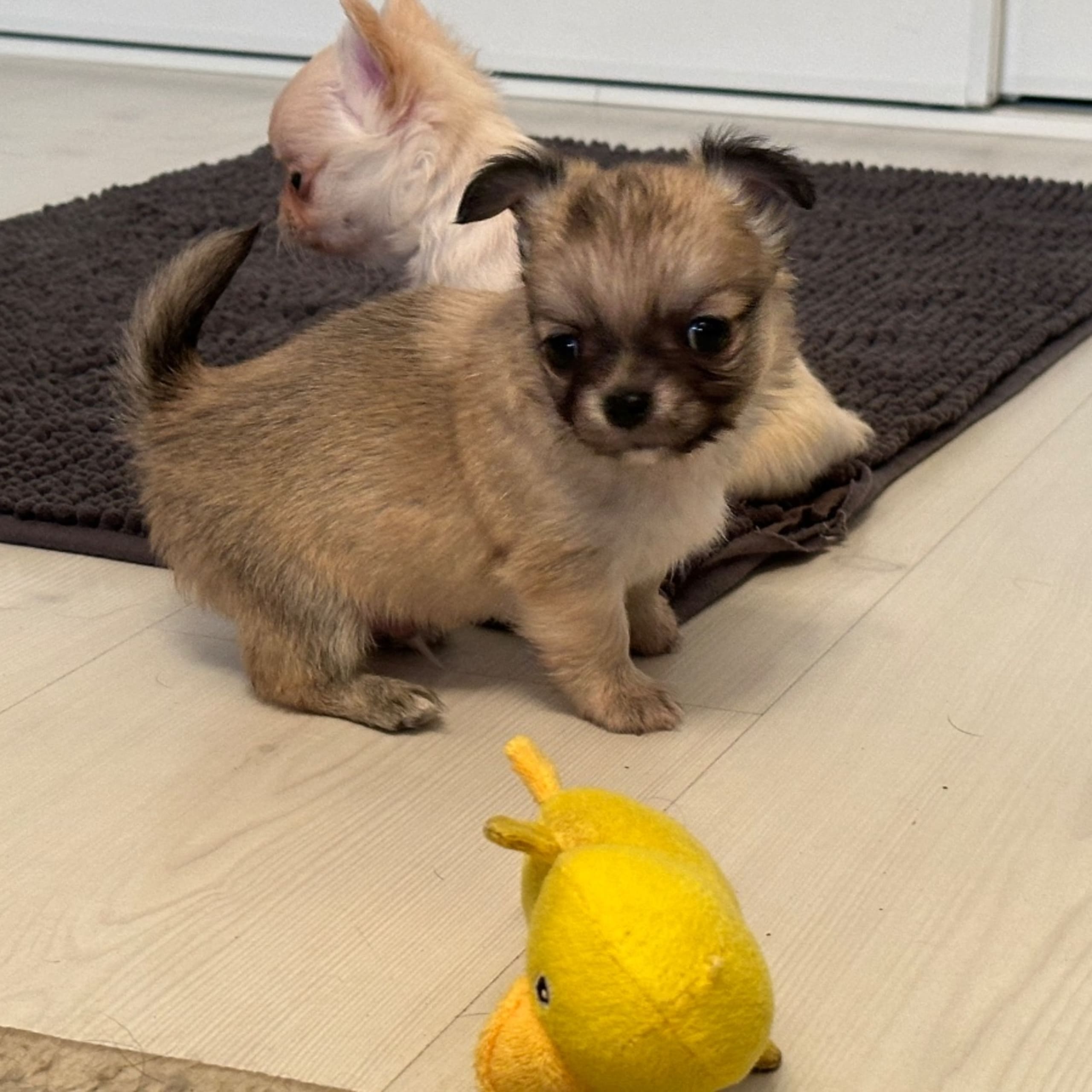 Chihuahua