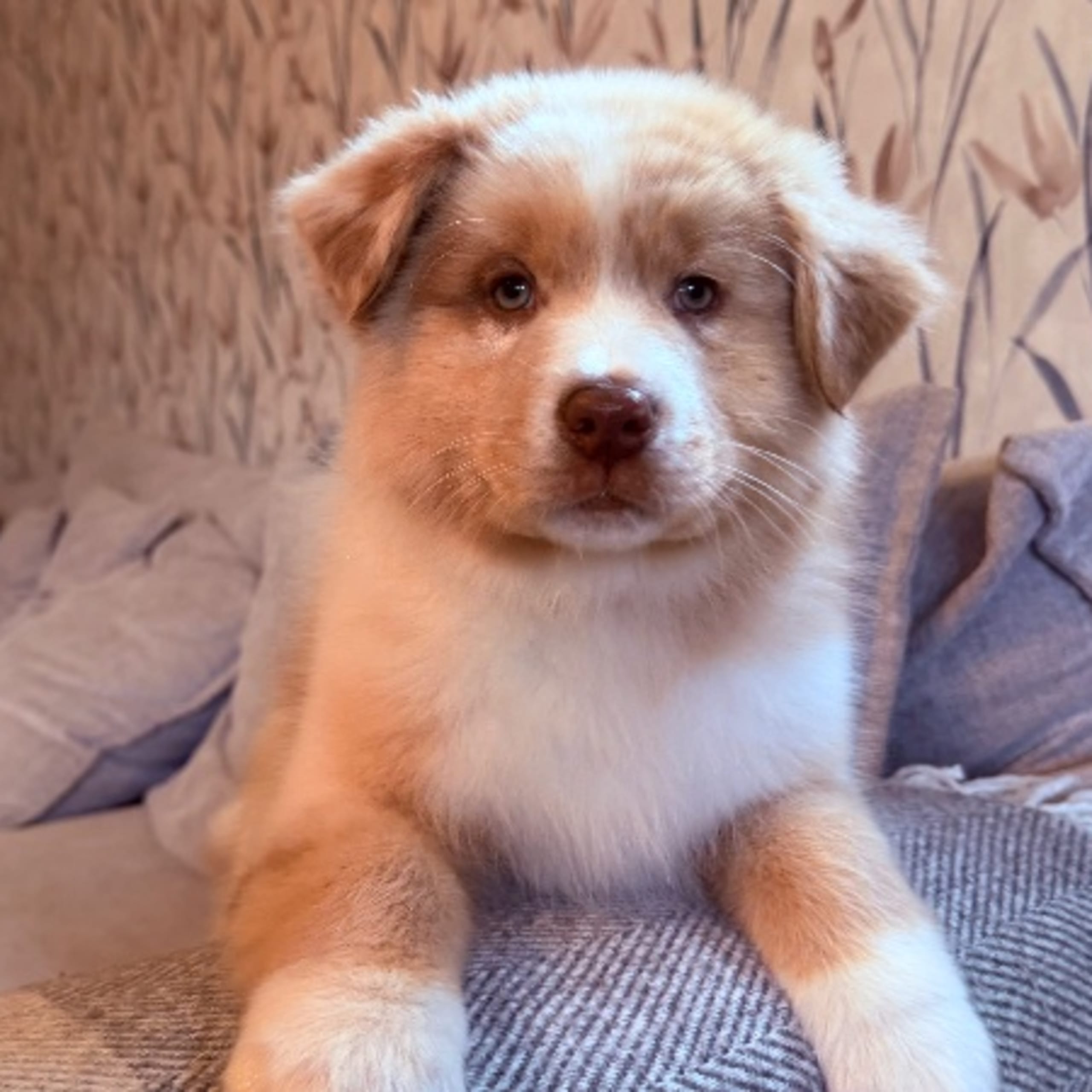 Australian shepherd