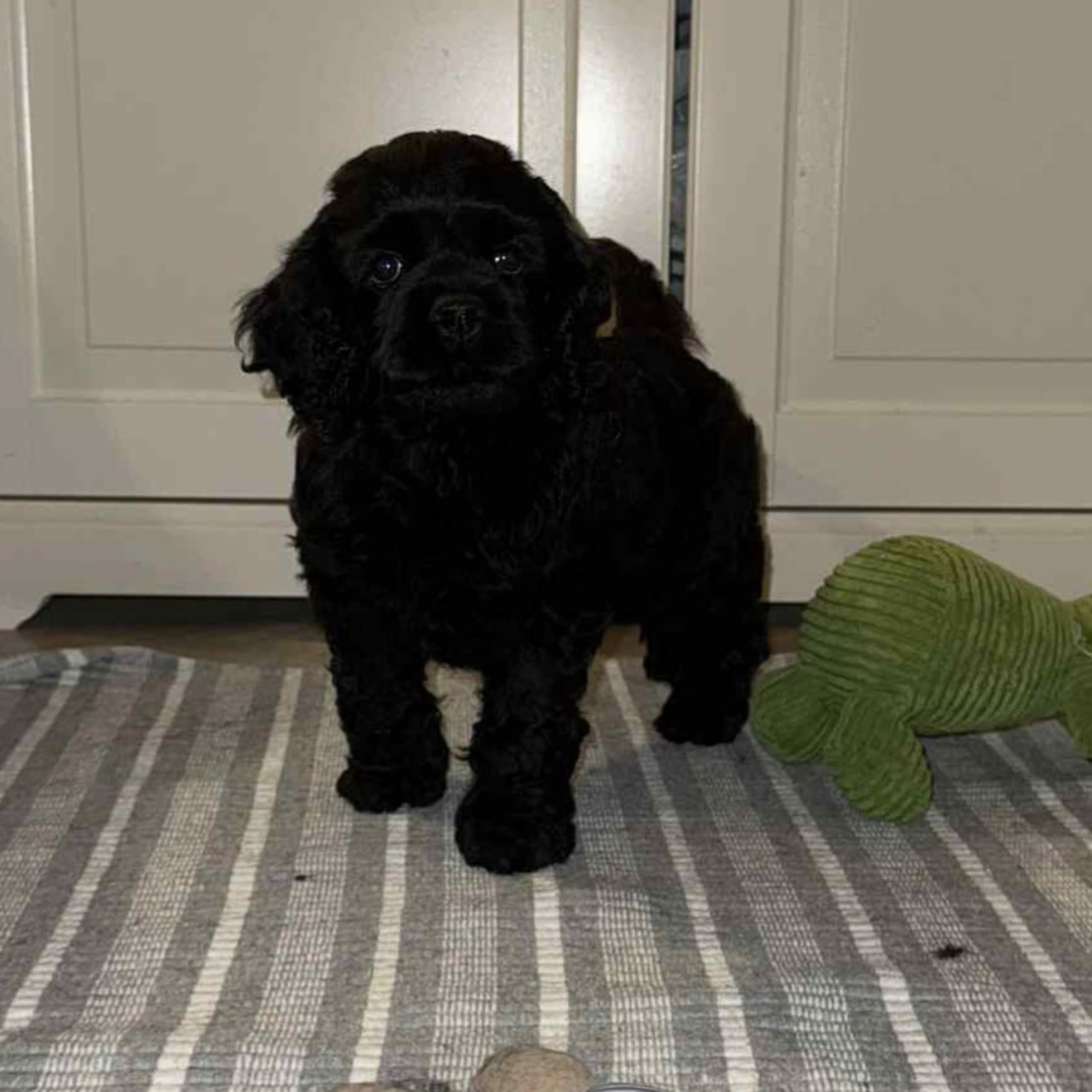 Amerikansk cocker spaniel