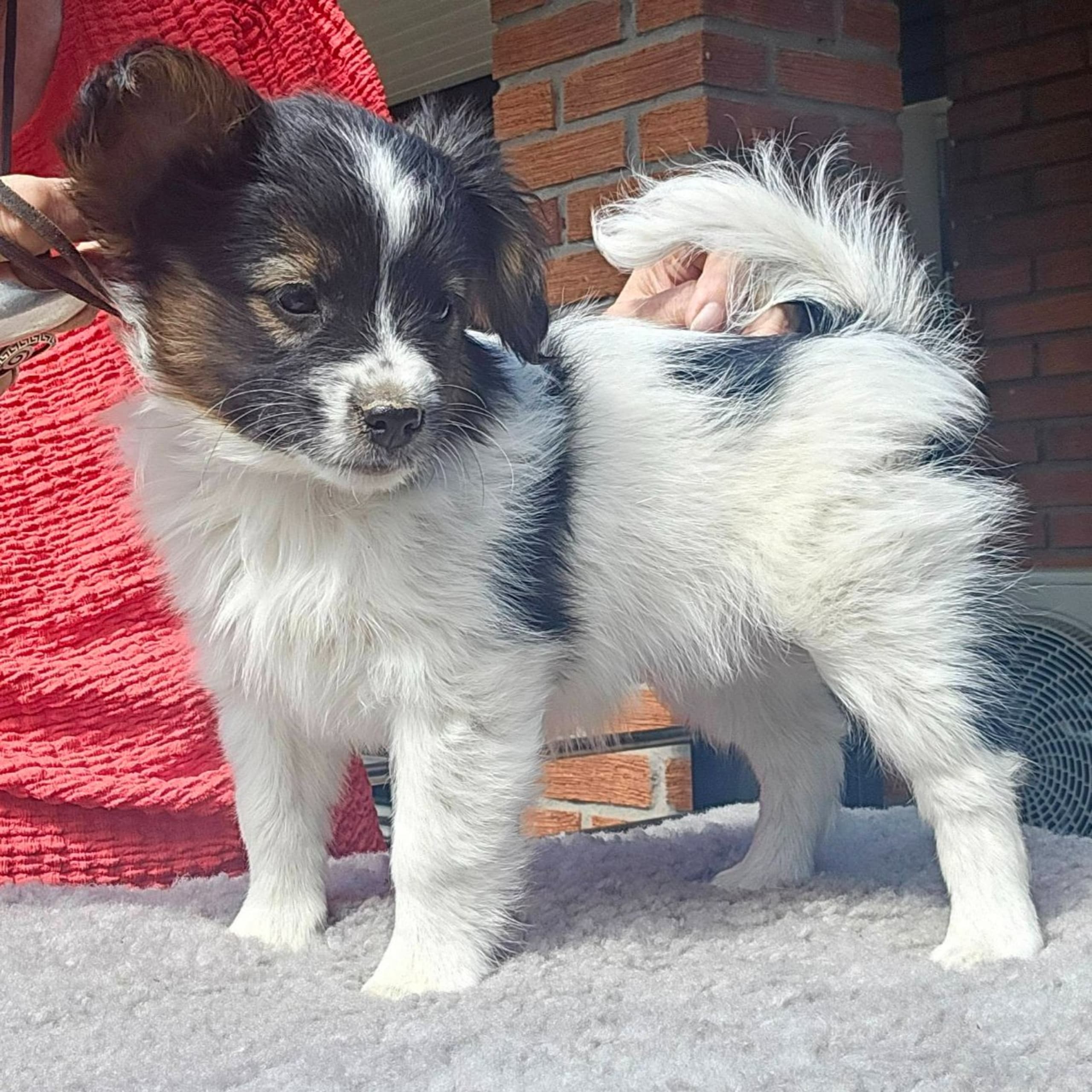 Papillon