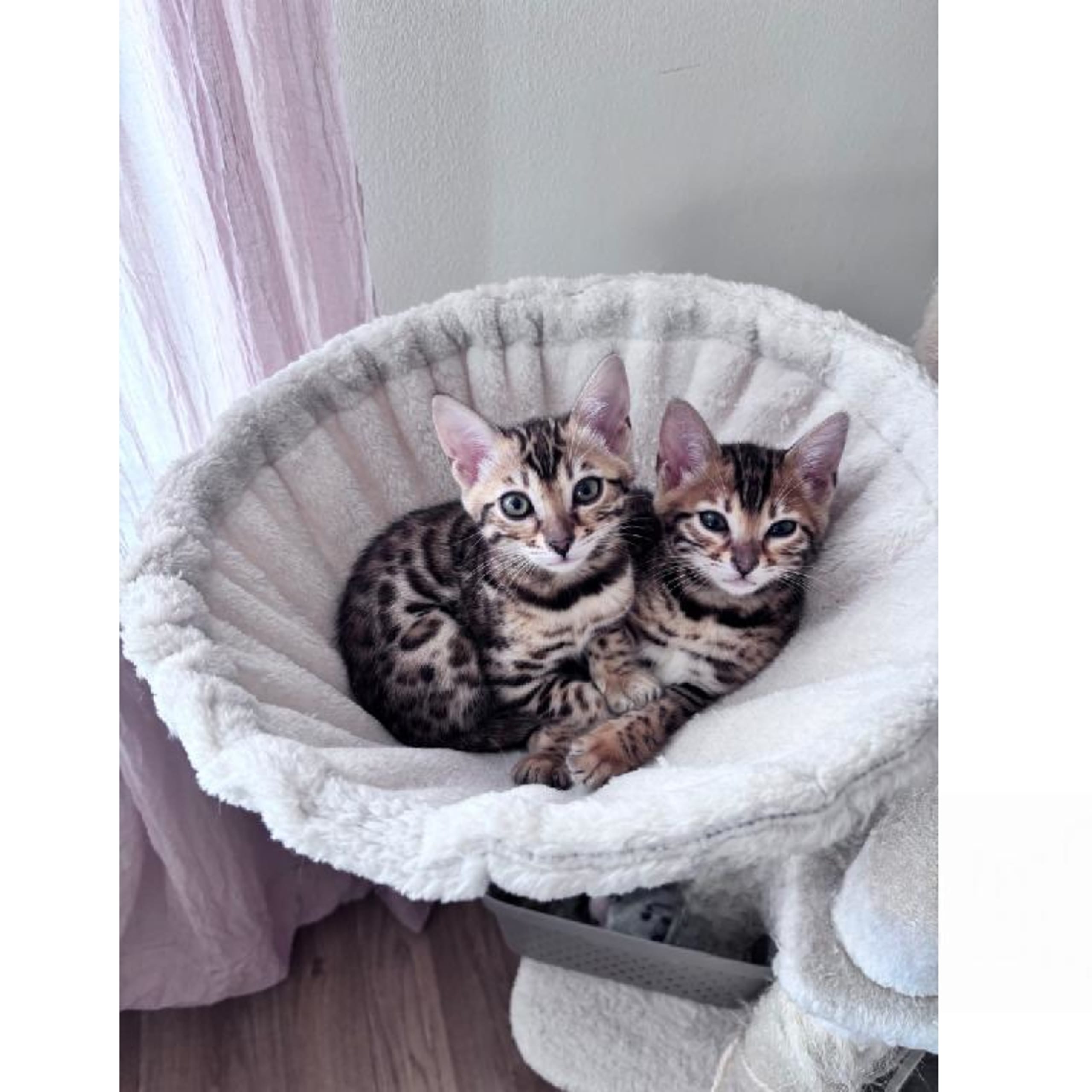 Bengal