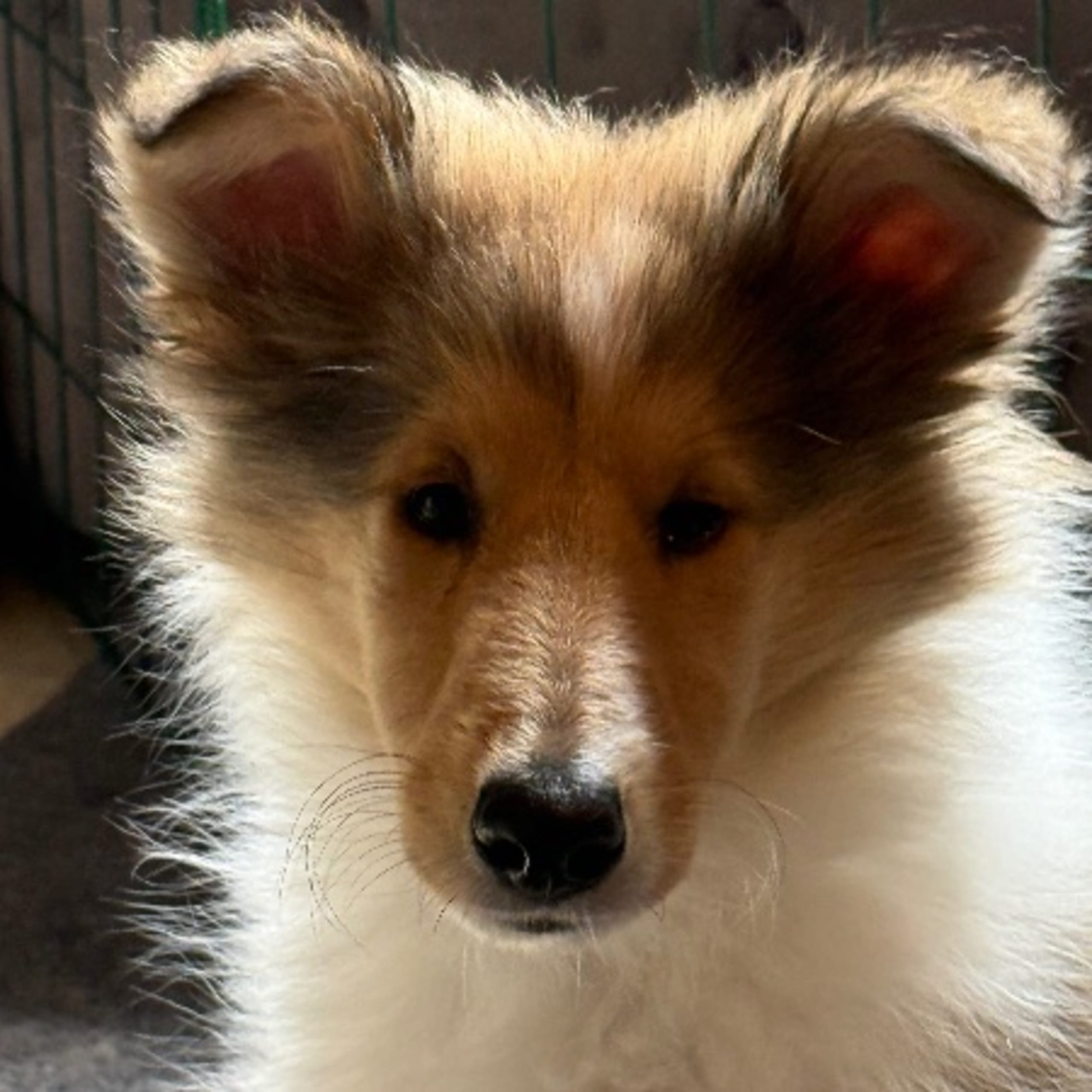 Collie