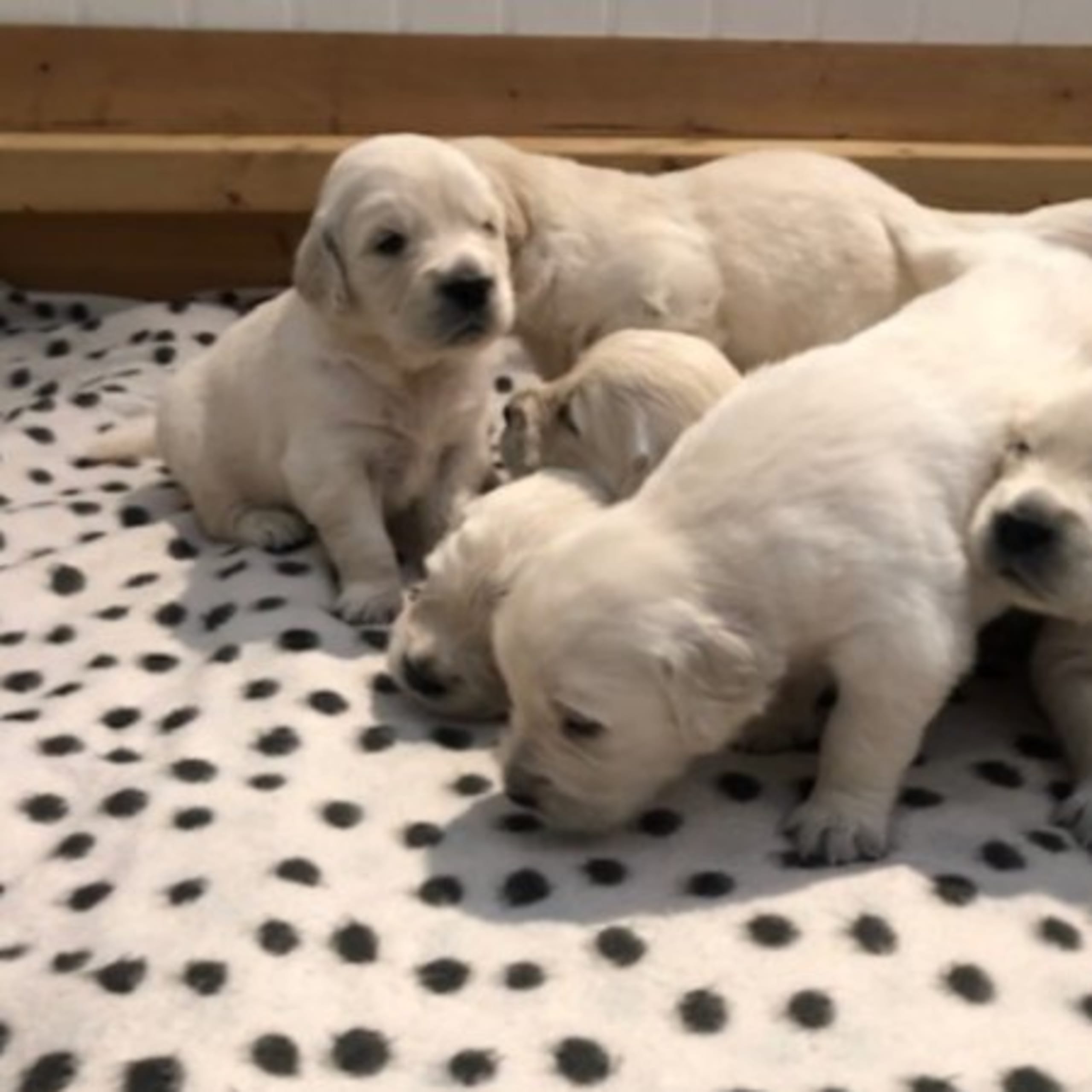 Golden retriever