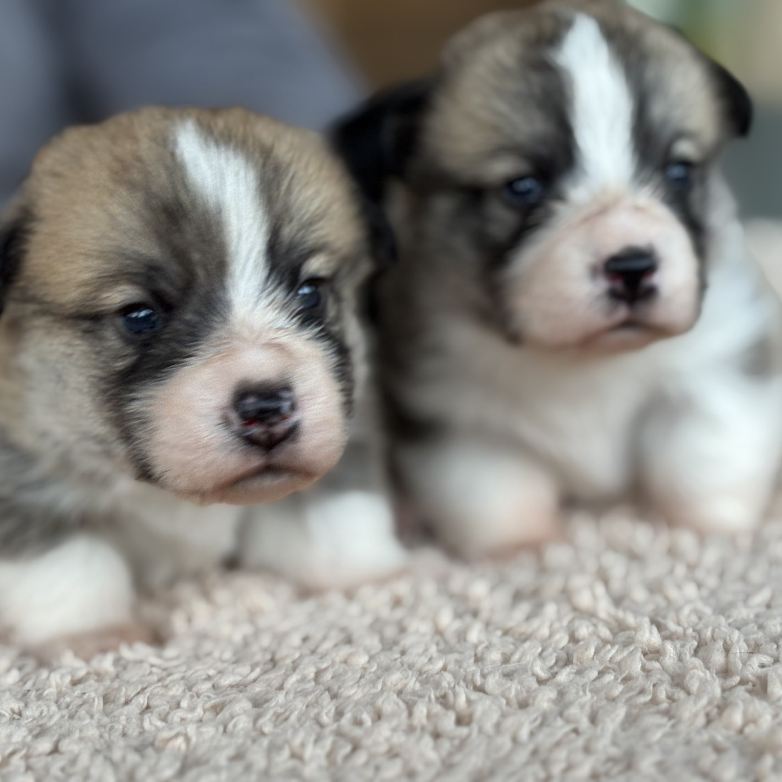 Welsh corgi pembroke