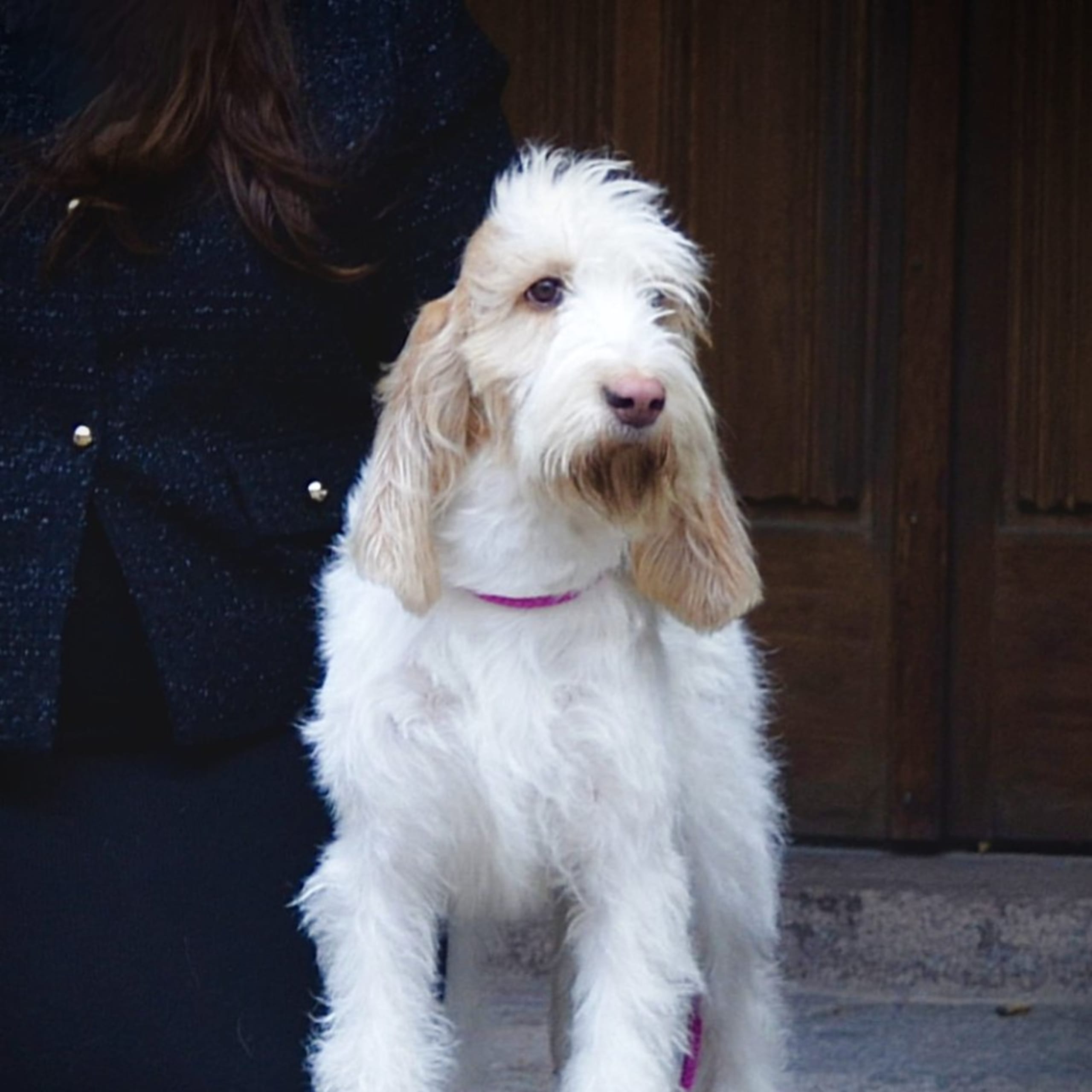 Grand basset griffon vendéen