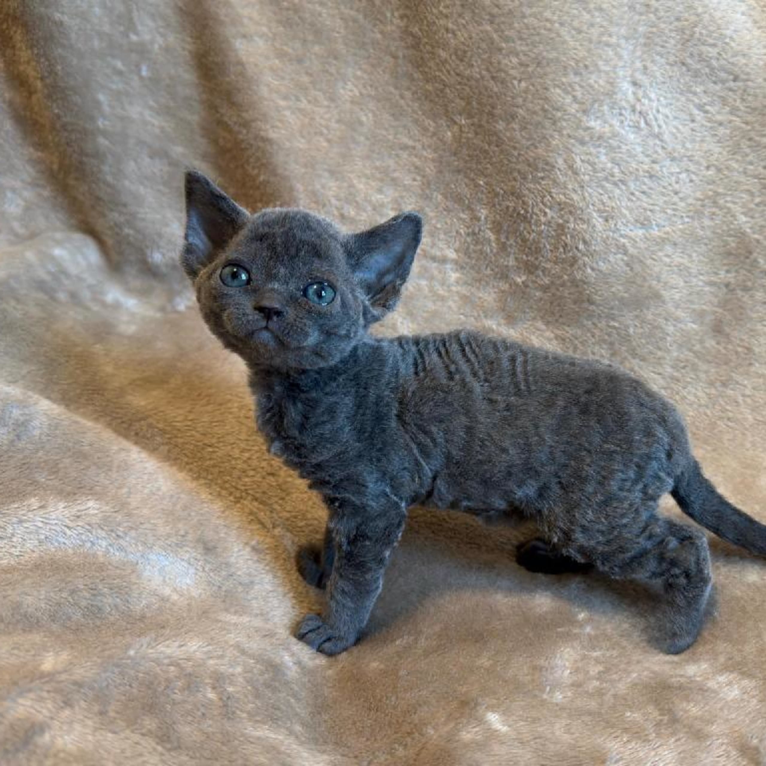 Devon Rex