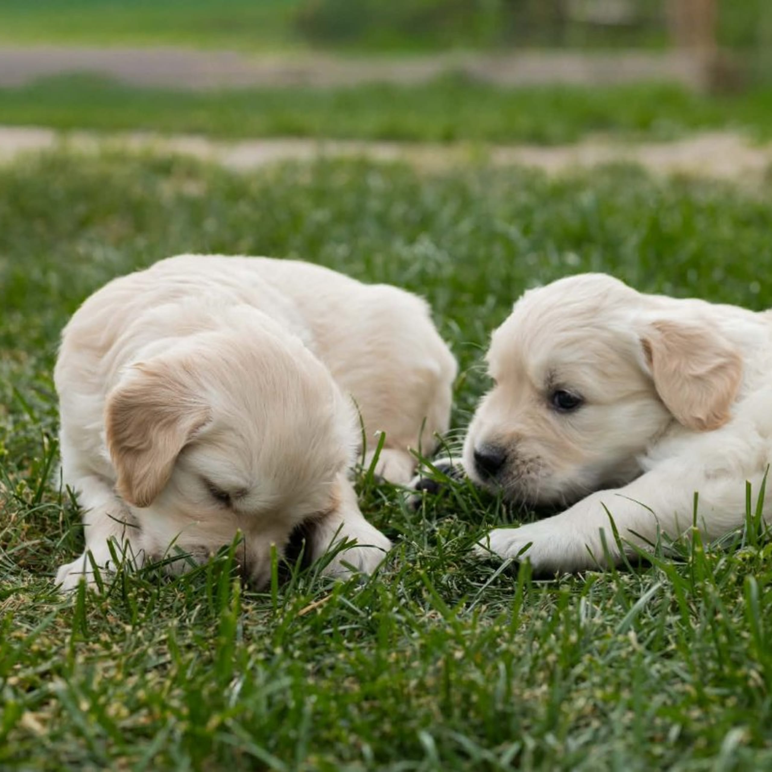 Golden retriever