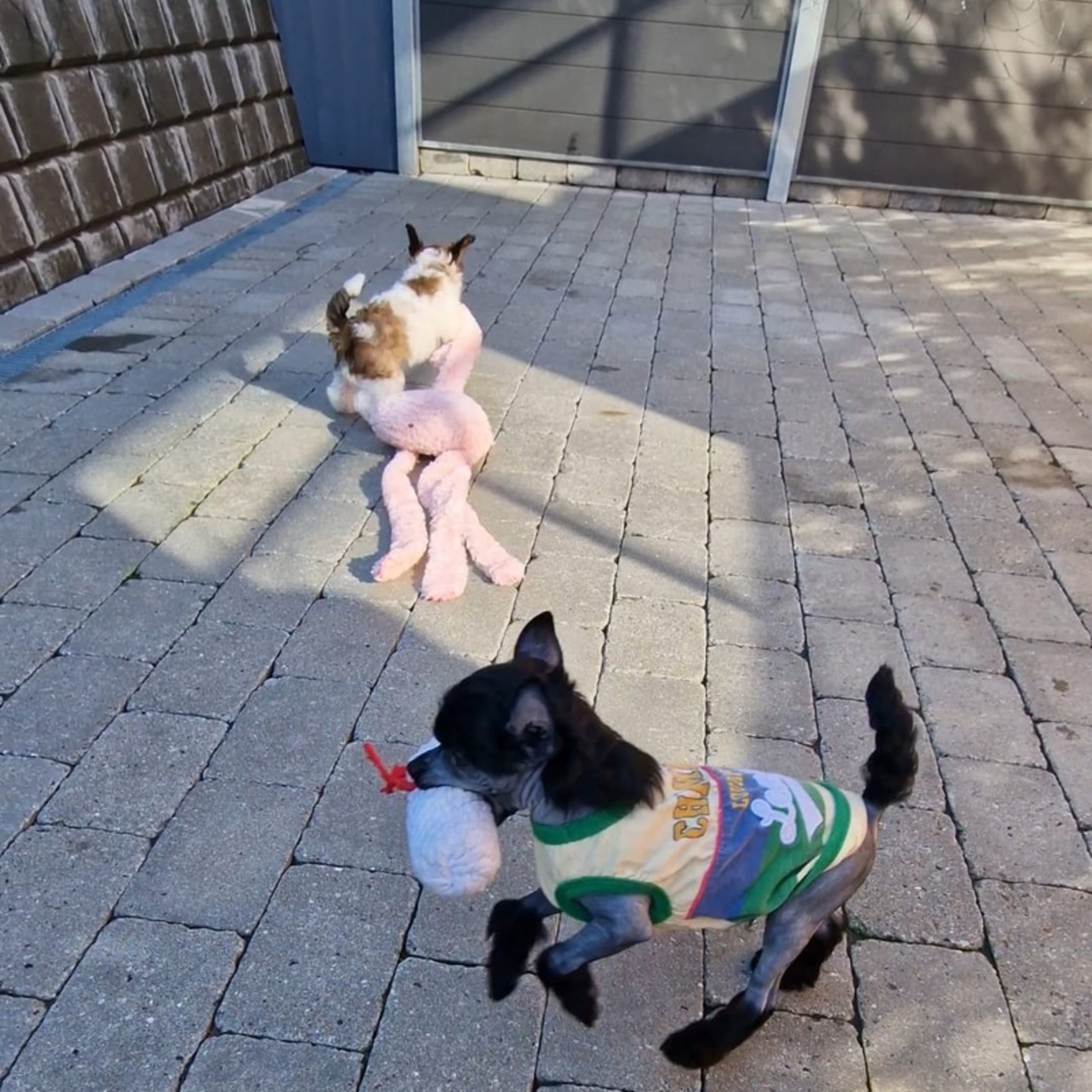 Stars of Chinapaws