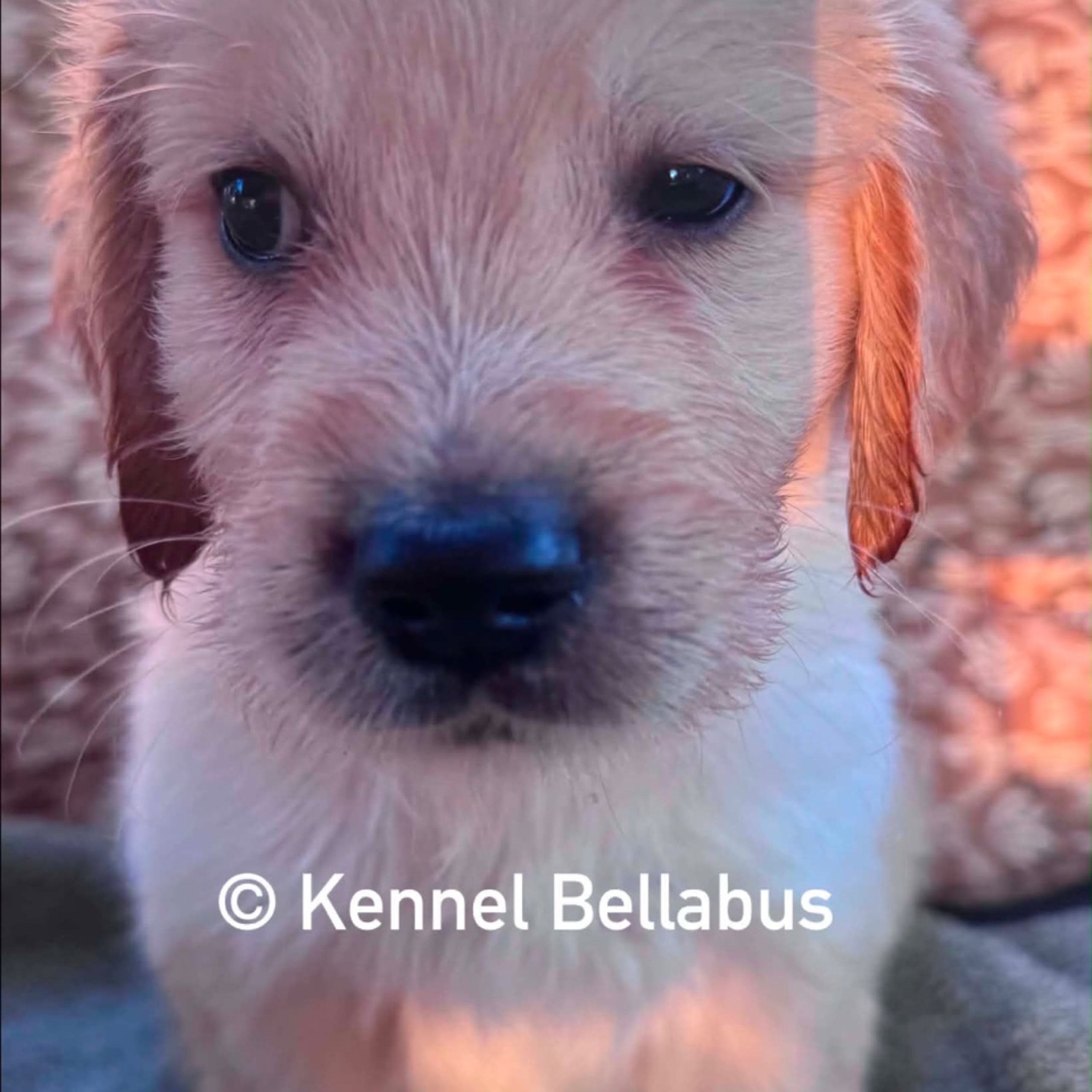Bellabus