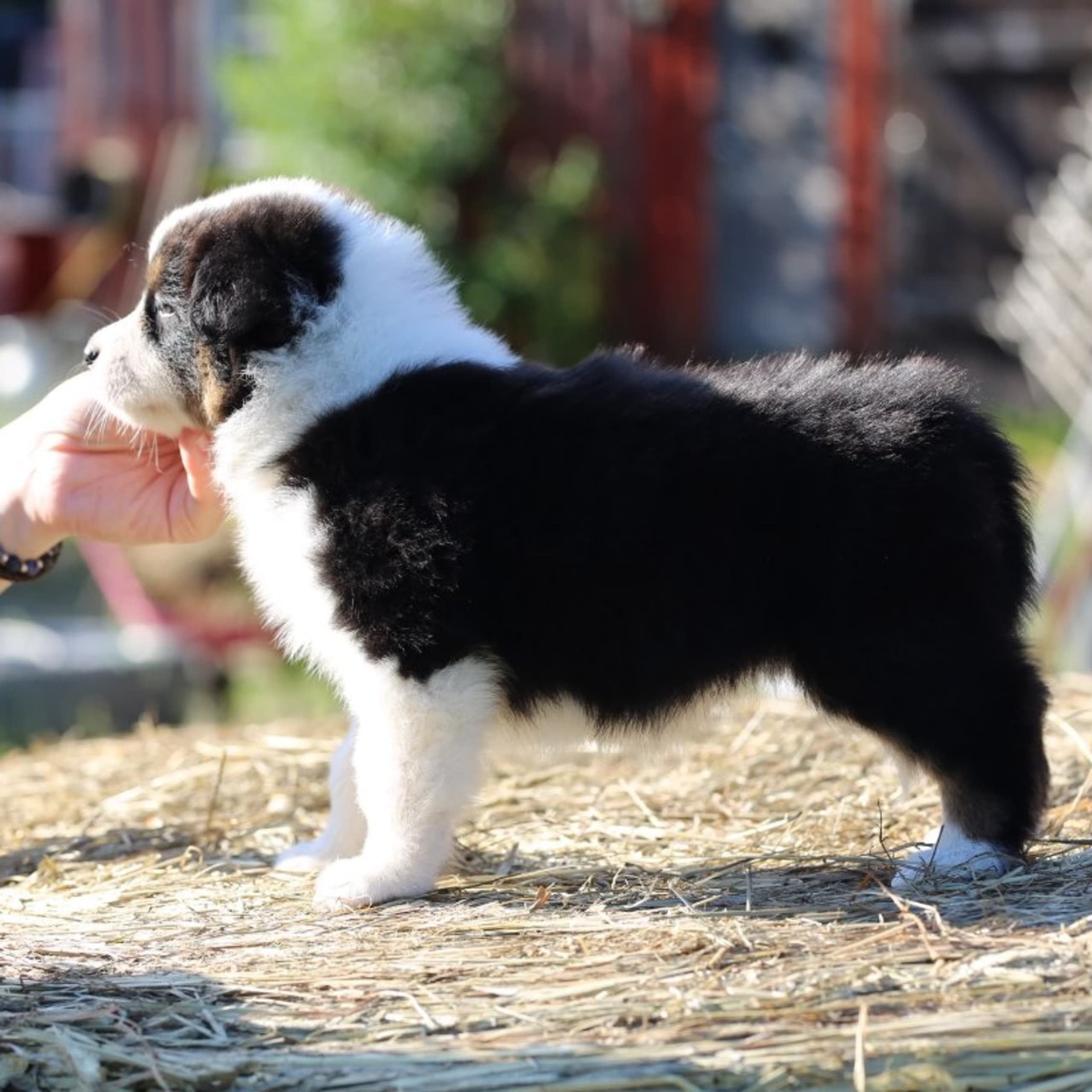 Australian shepherd