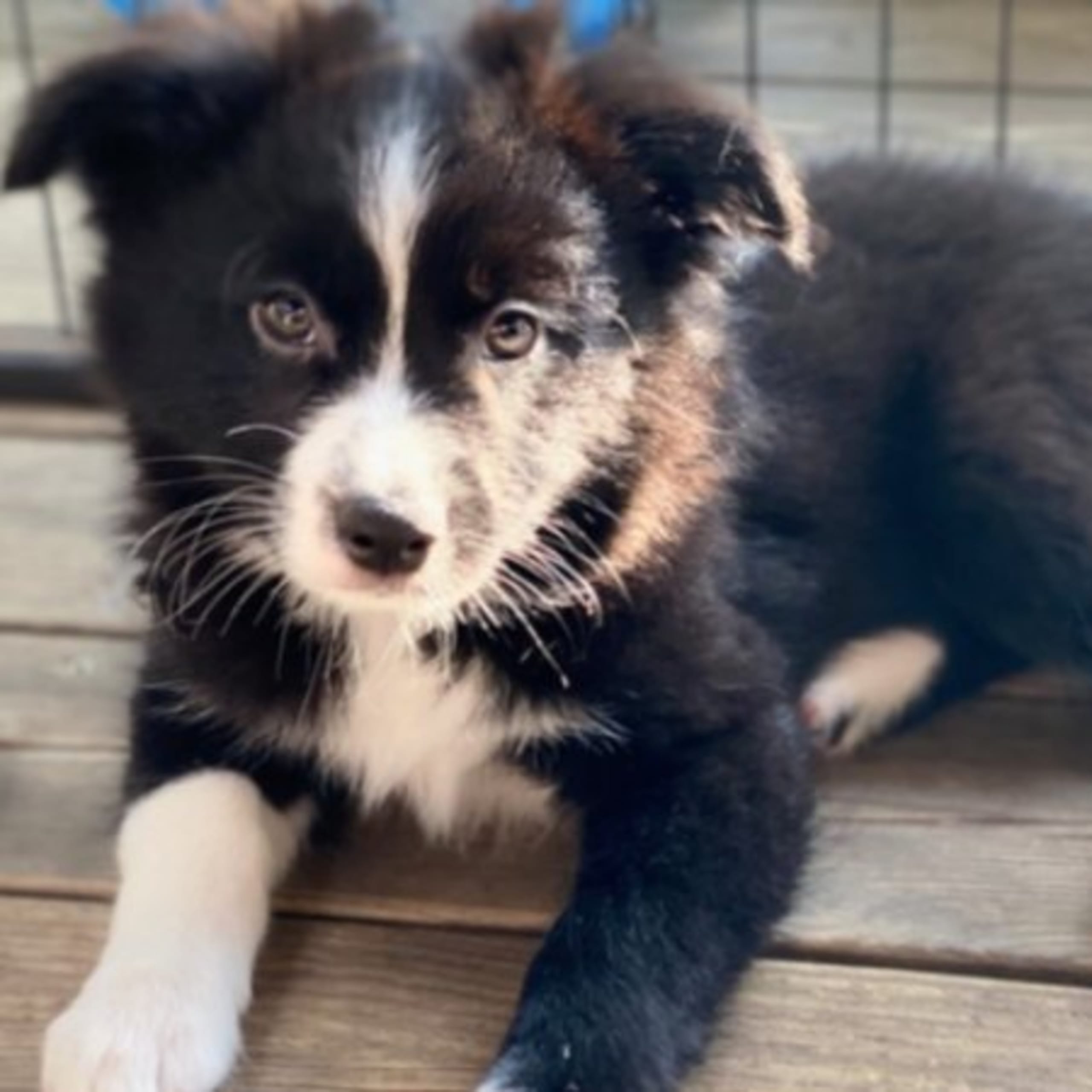 Miniature american shepherd