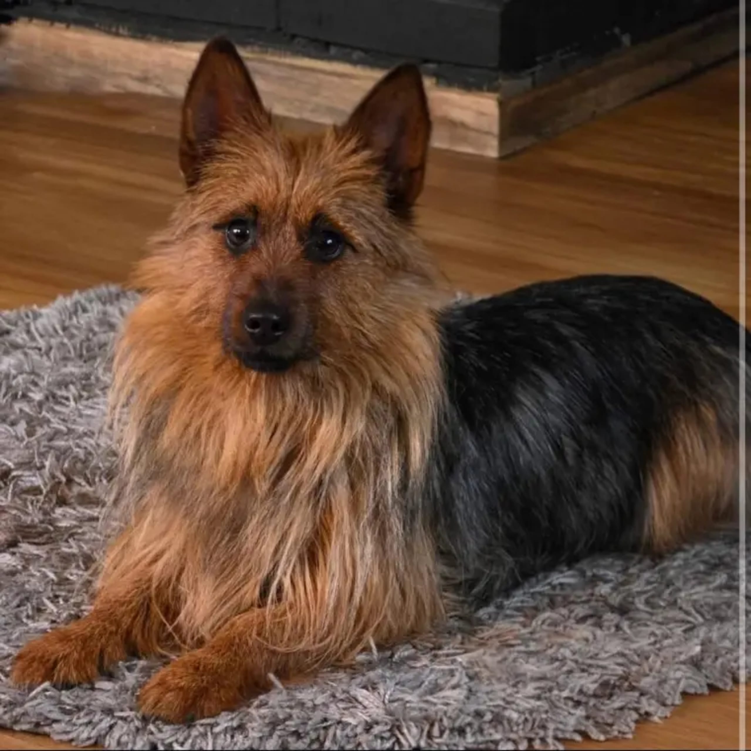 Australisk terrier