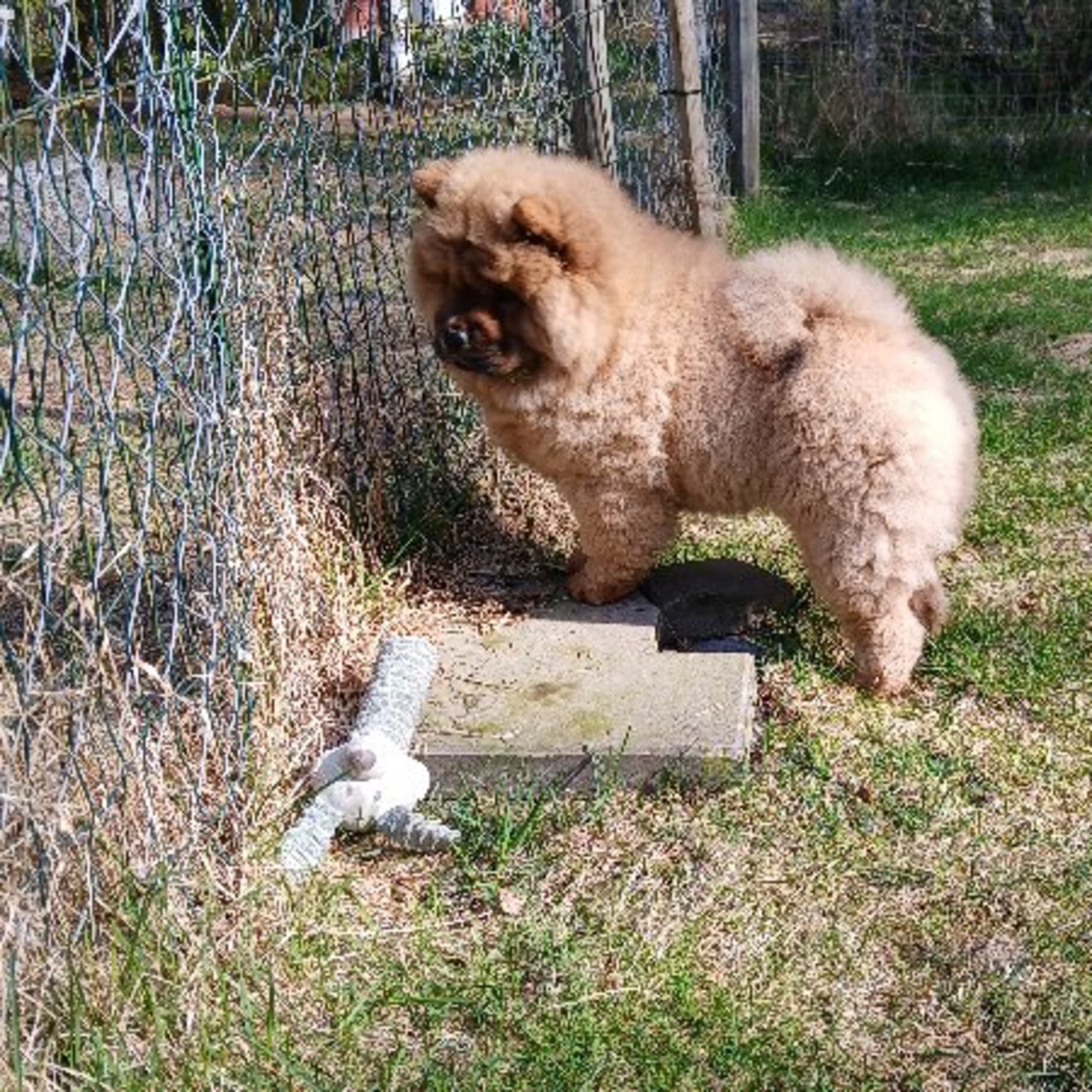 Chow Chow