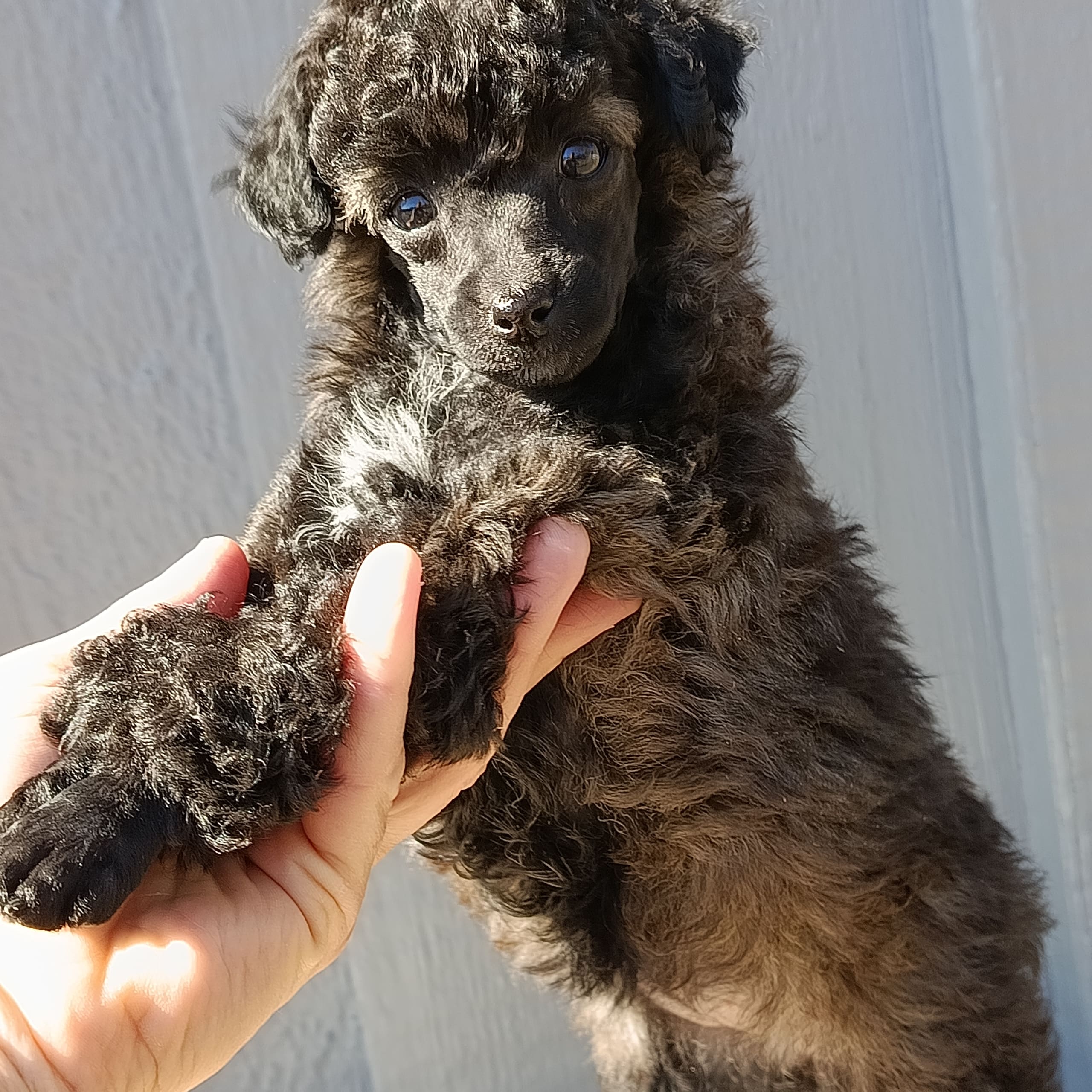 Miniature Poodle