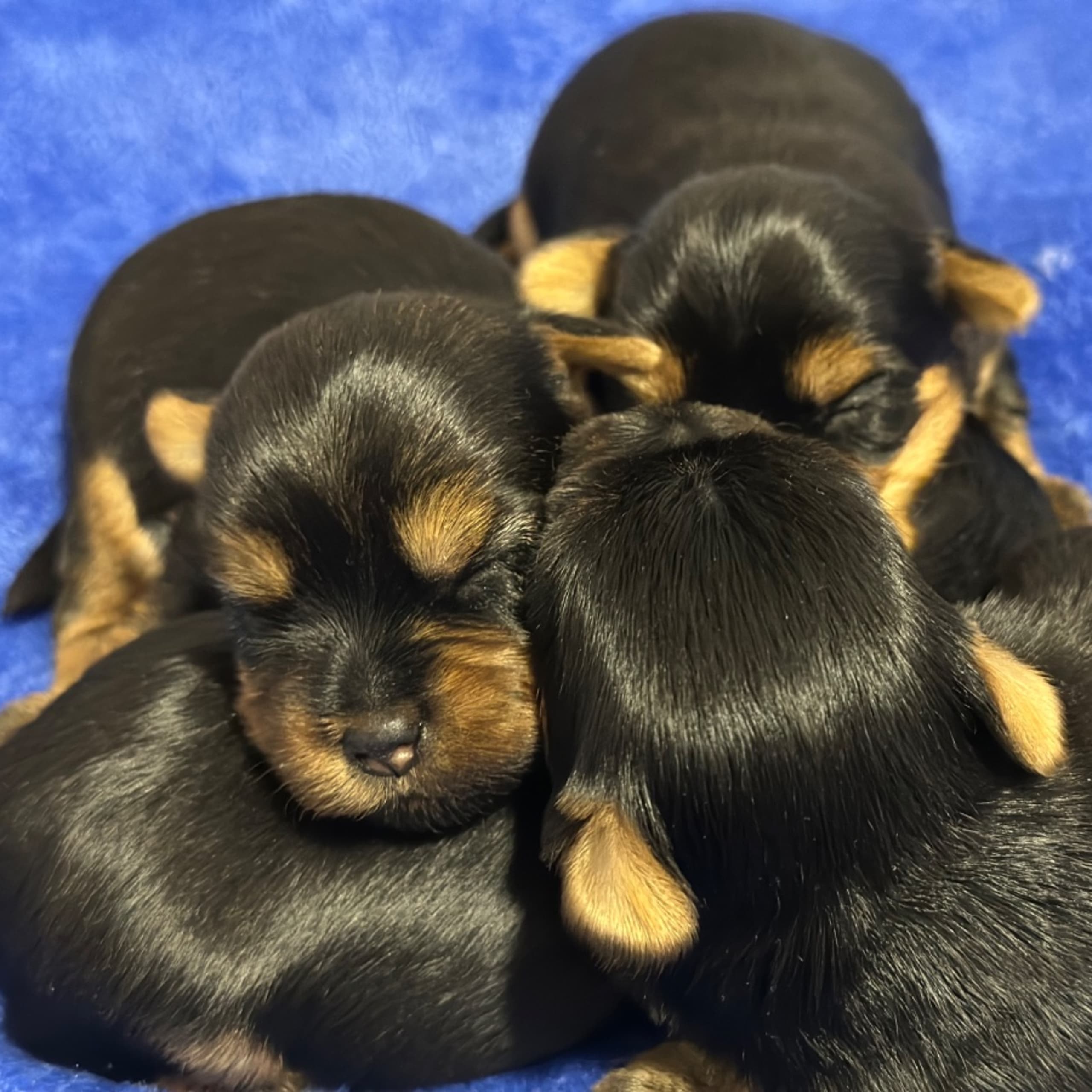 Yorkshireterrier