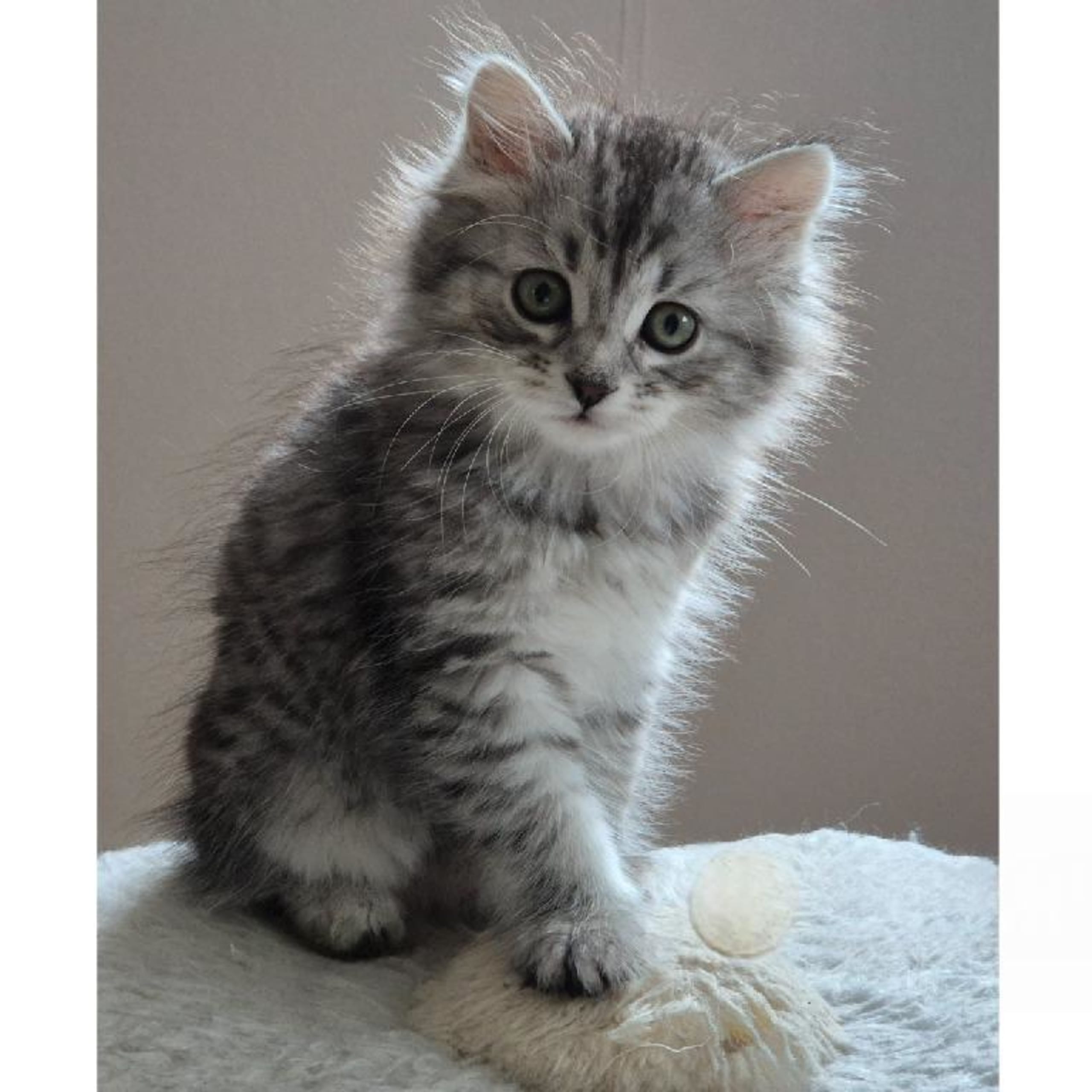 Sibirisk katt