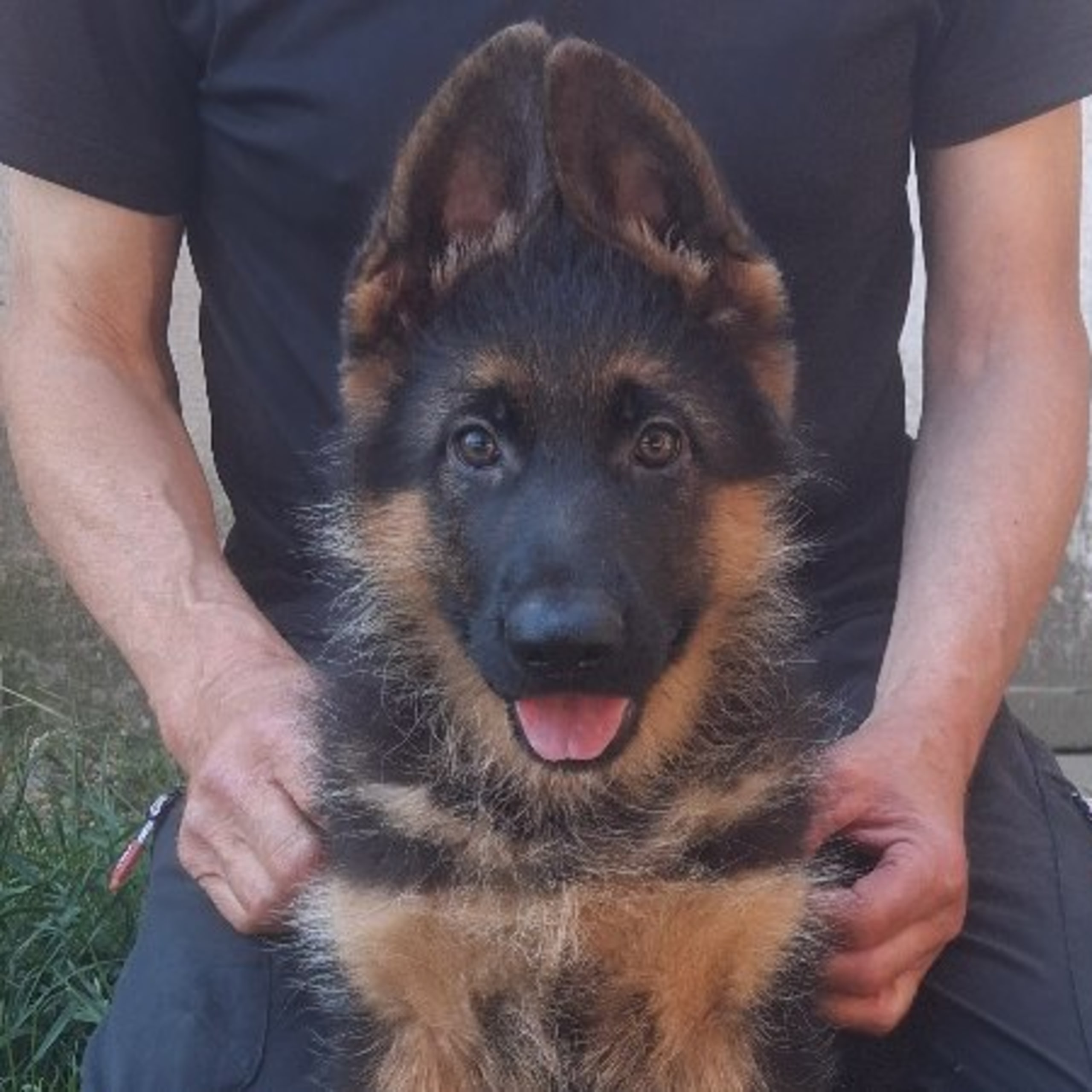 Schæferhund