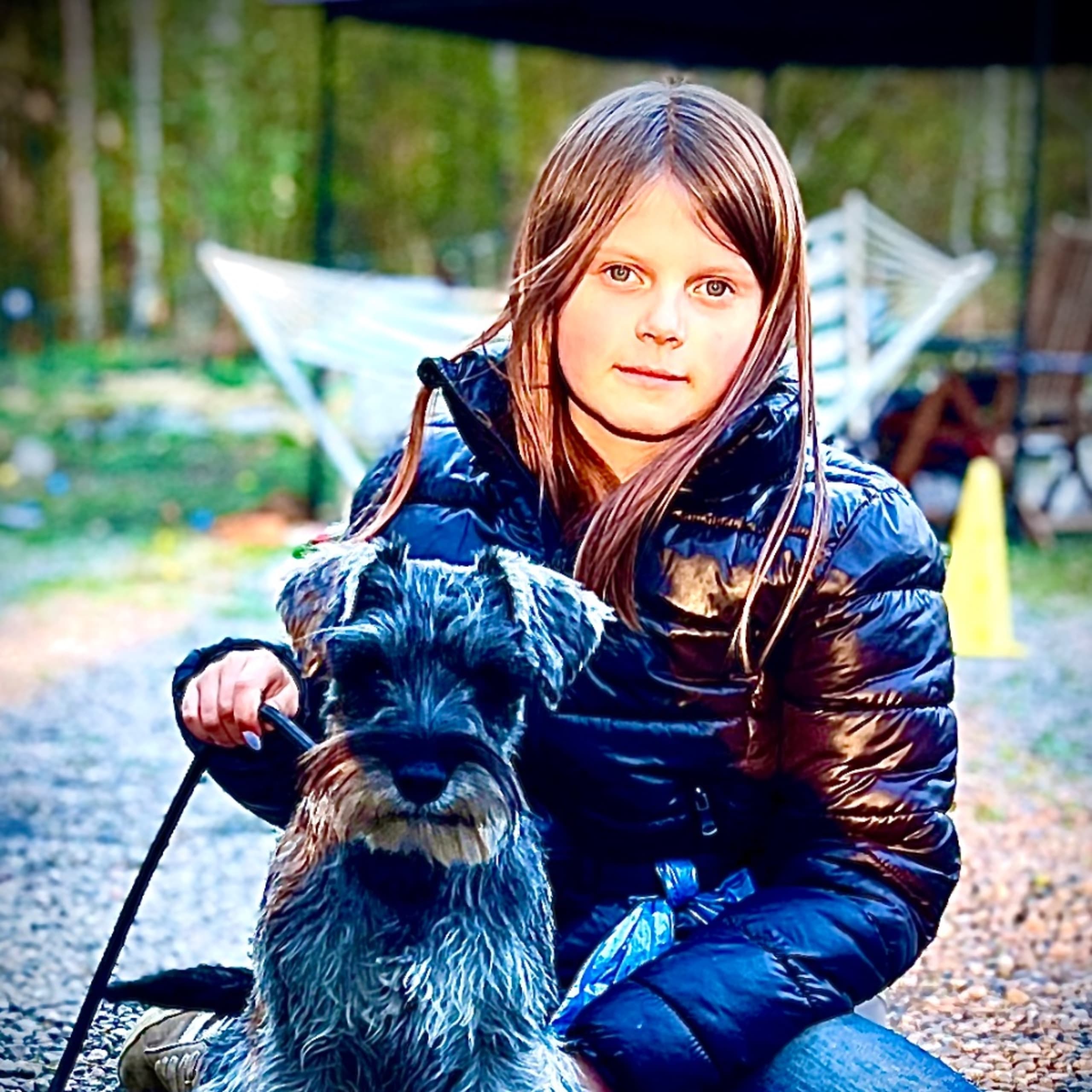 Dvärgschnauzer