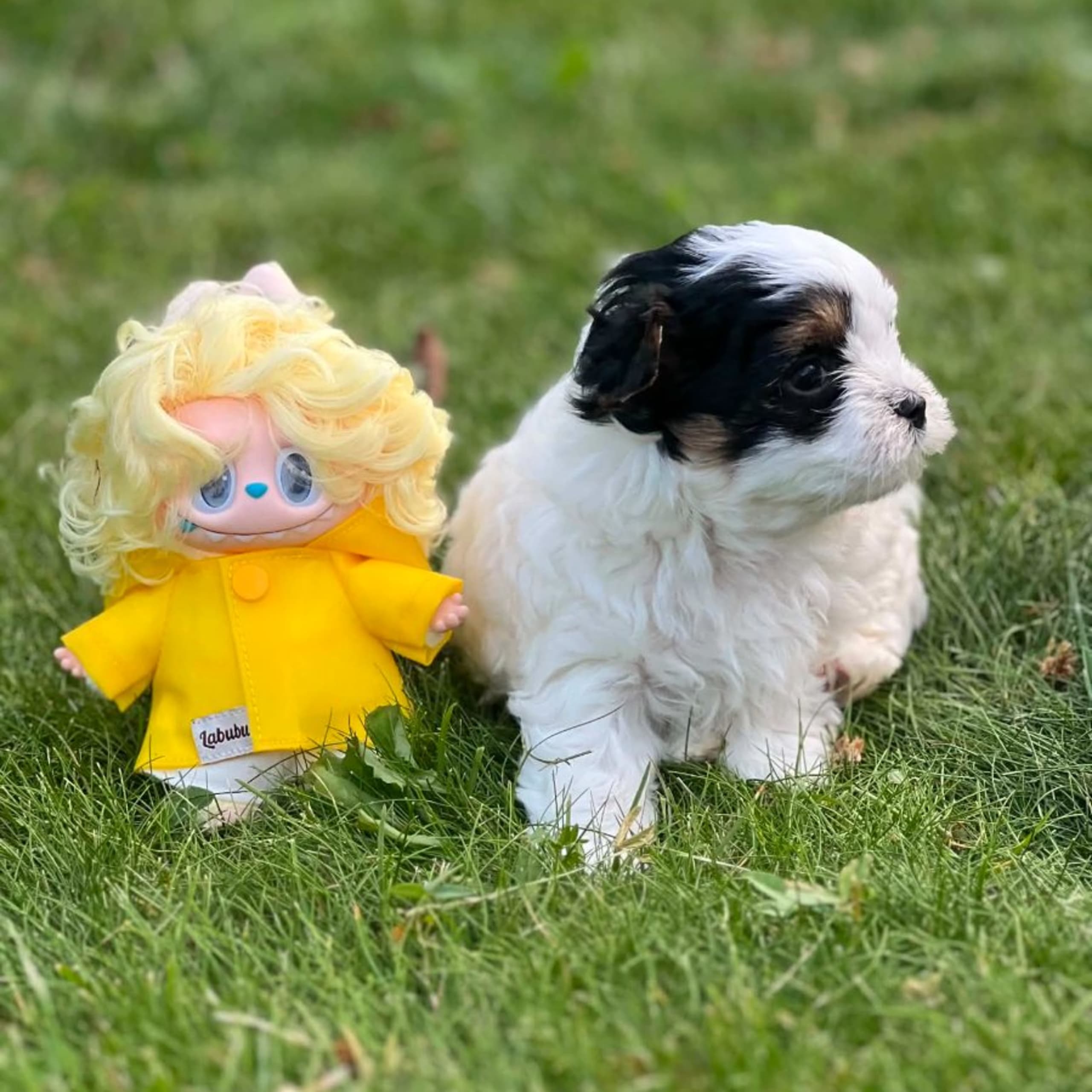 Biewer terrier