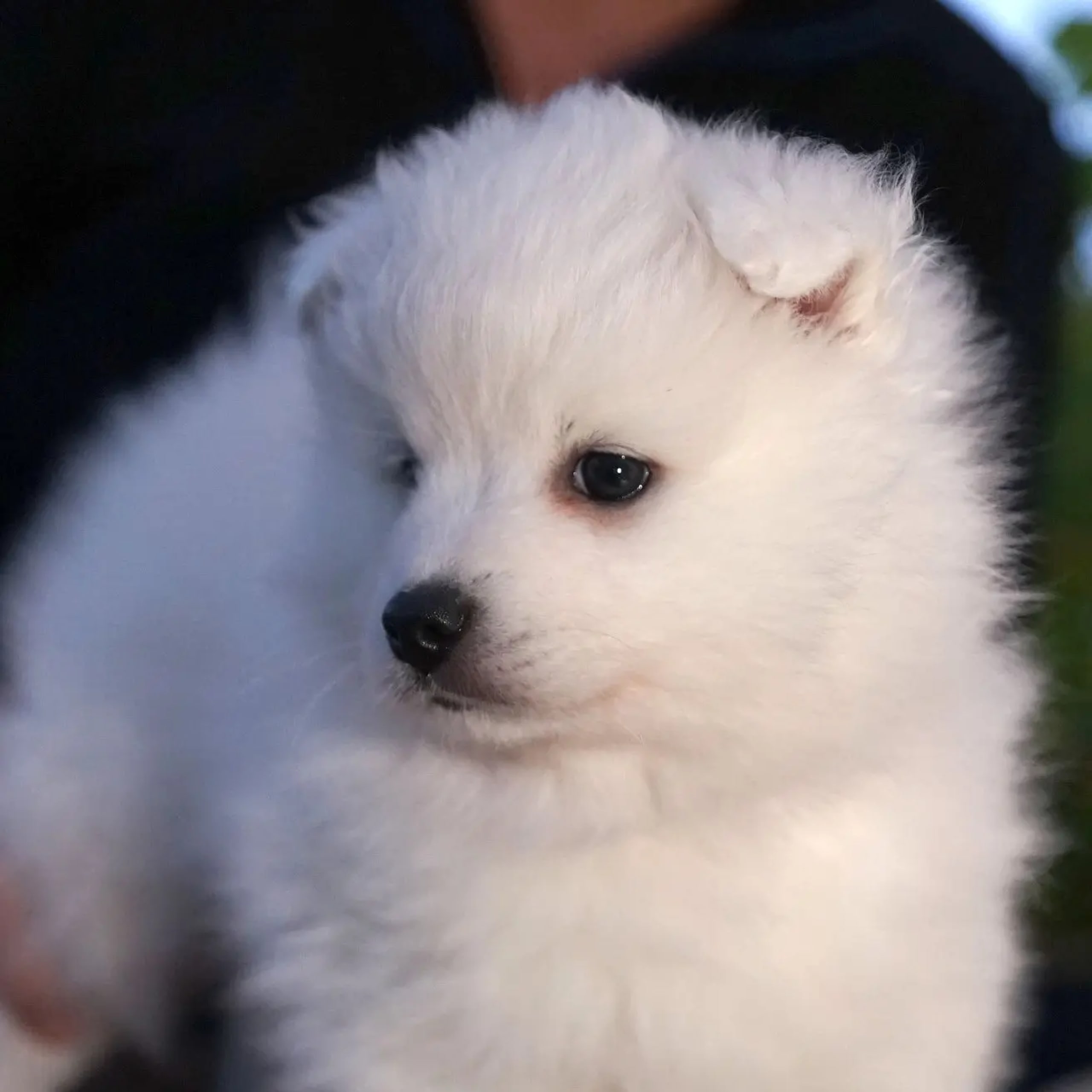Nordic Happytails