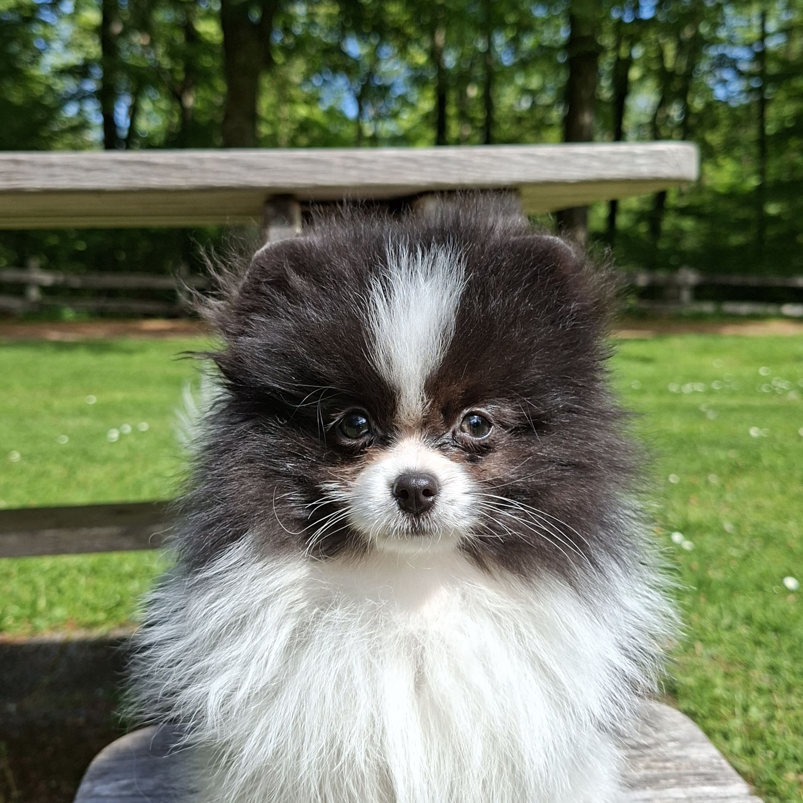 Pomeranian