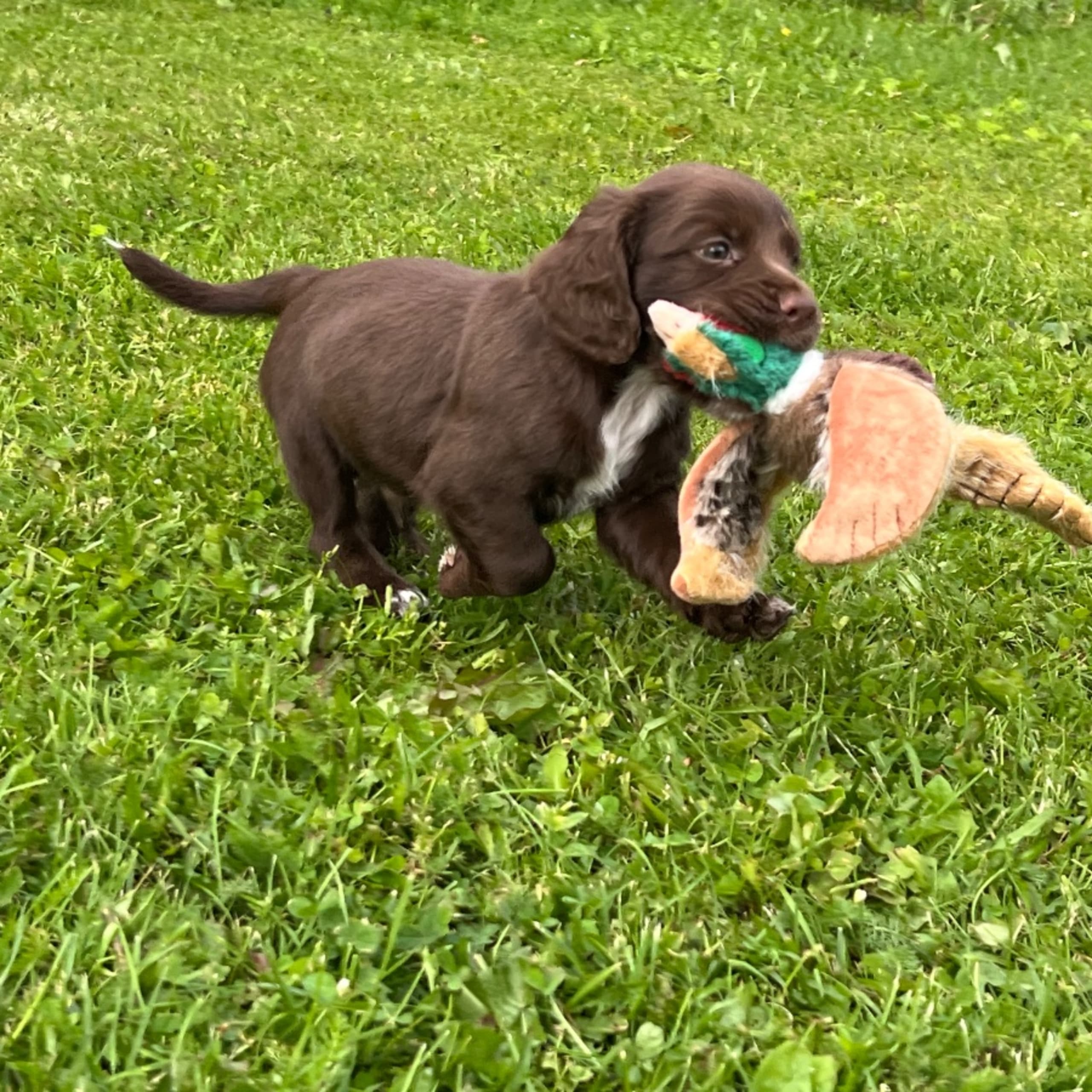 Cocker Spaniel