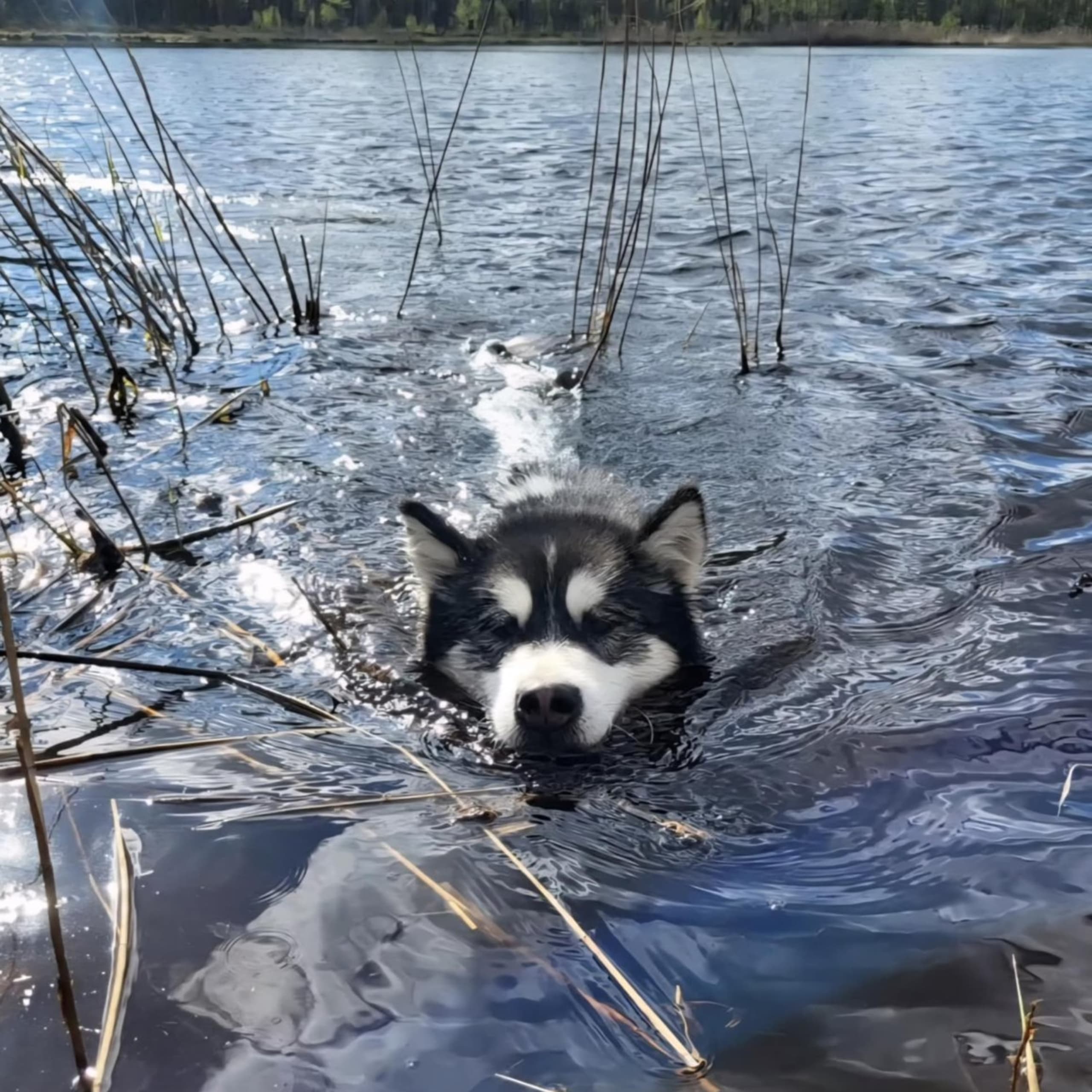 Alaskan malamute