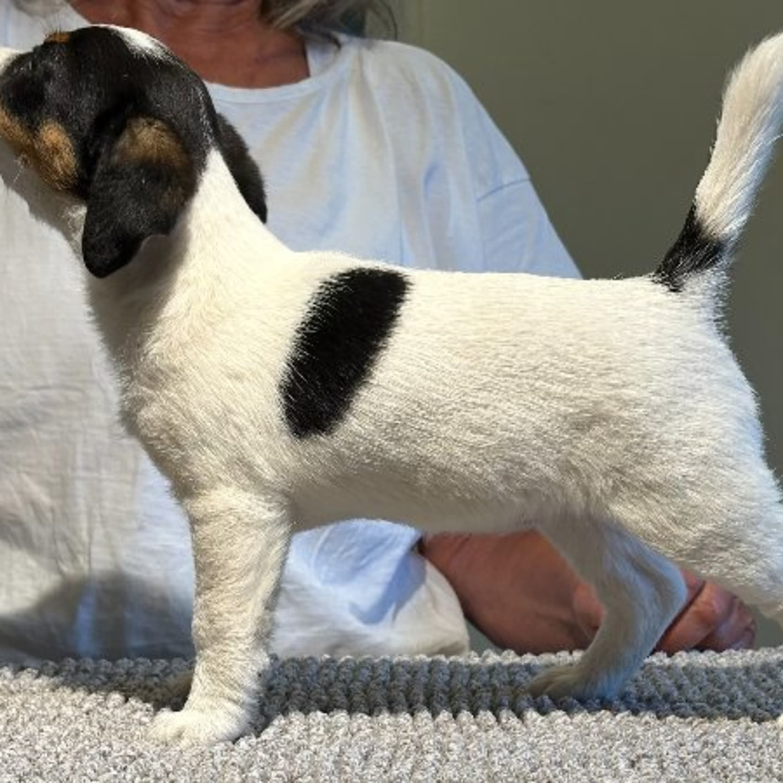 Jack russell terrier
