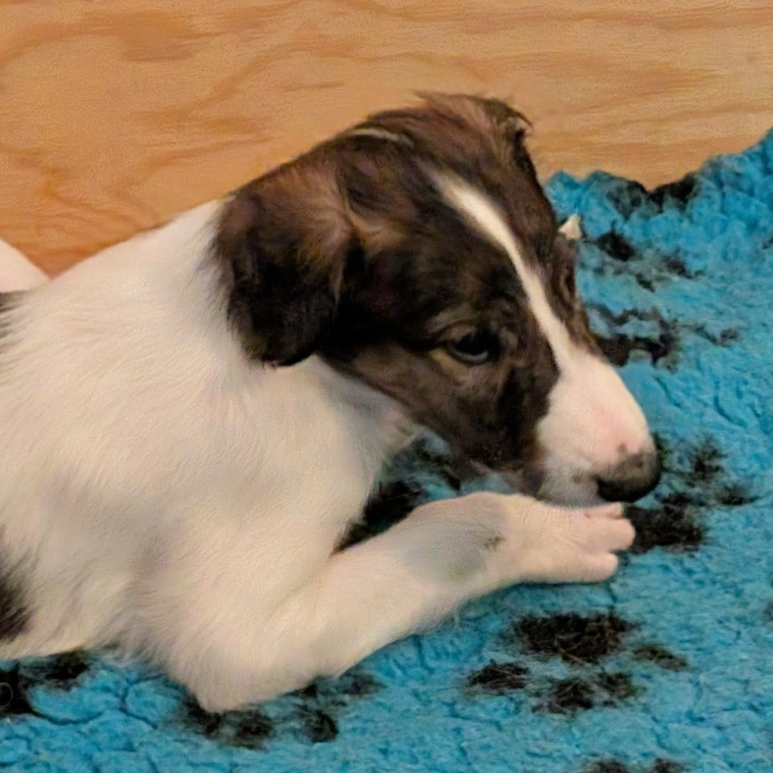 Bravehounds
