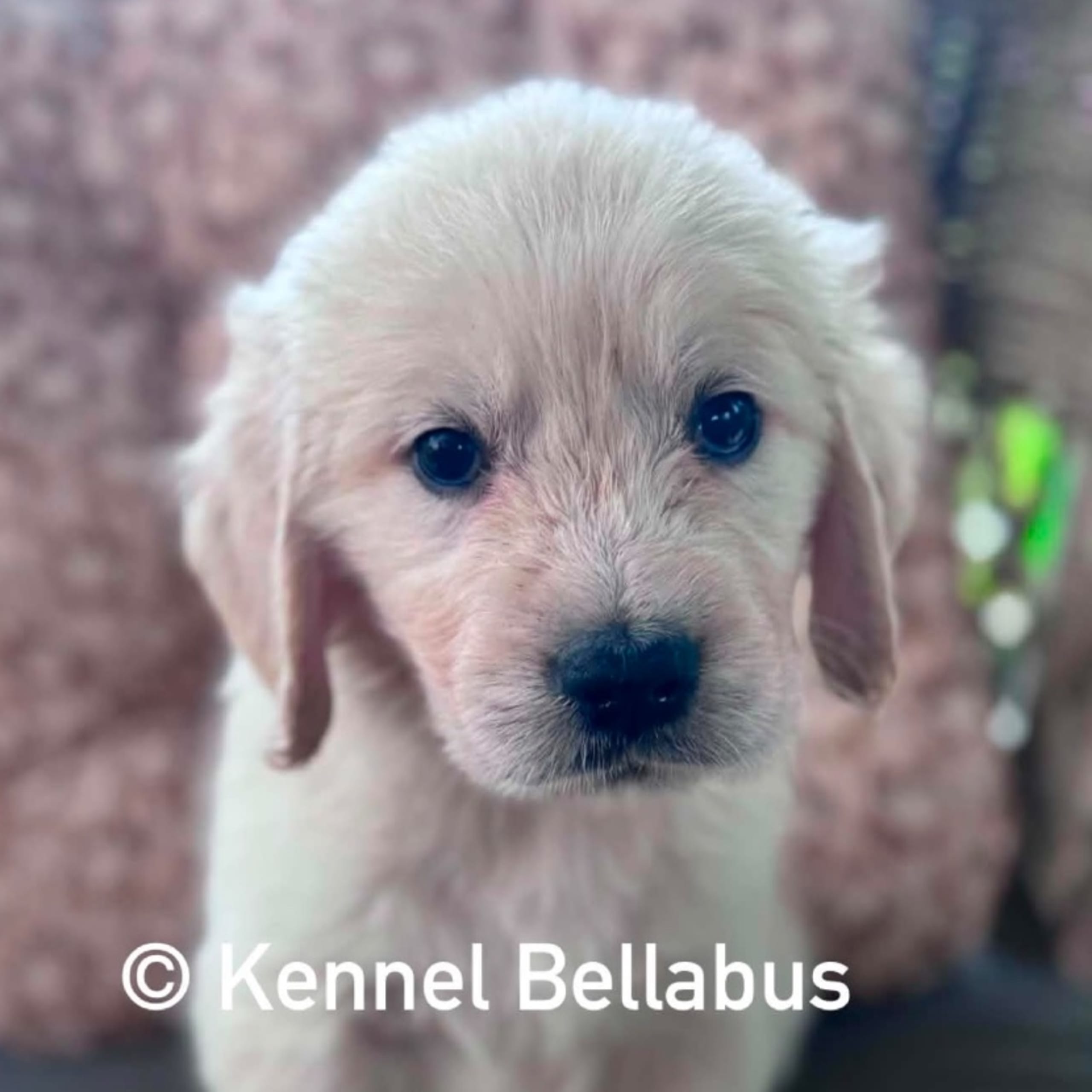 Bellabus