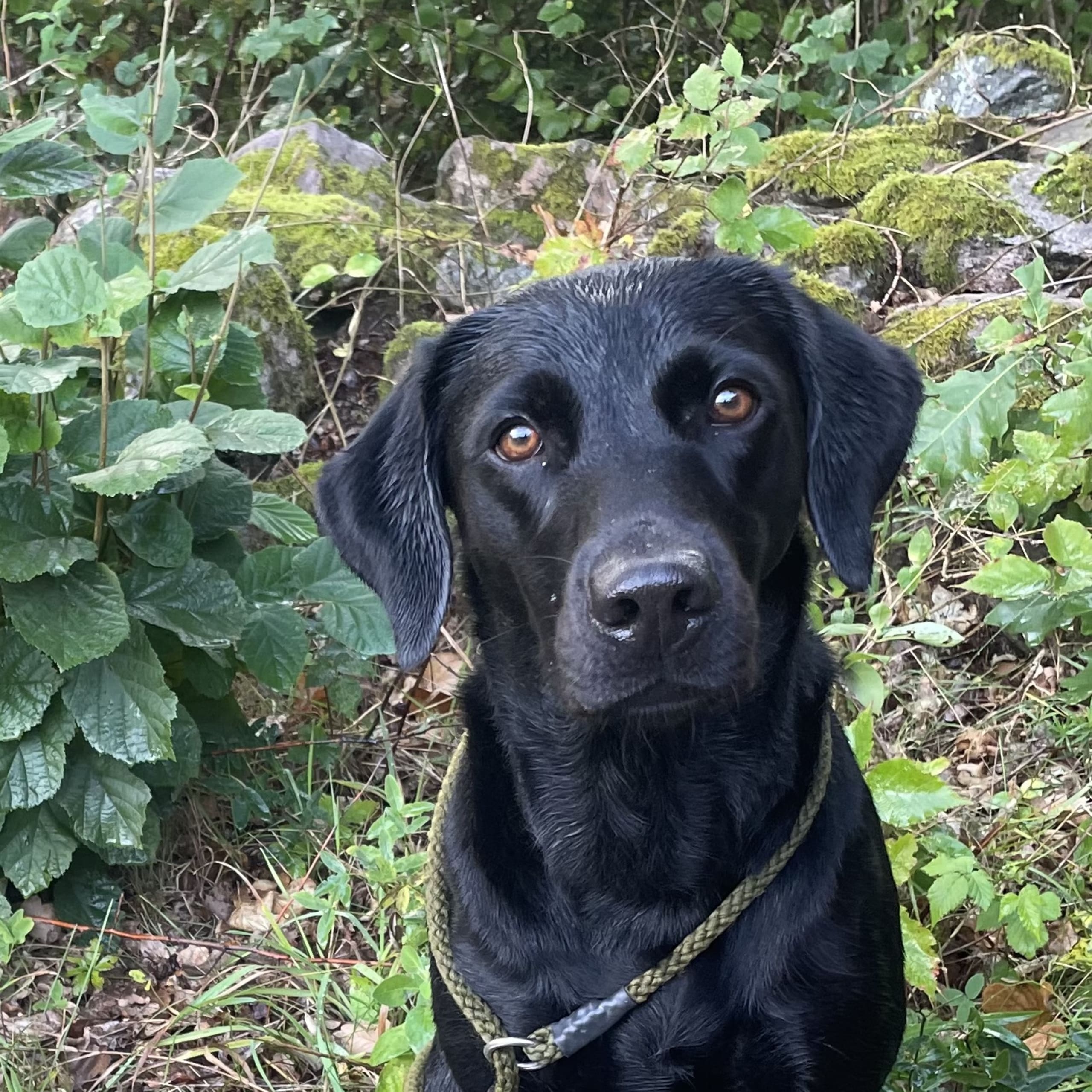 Labrador retriever
